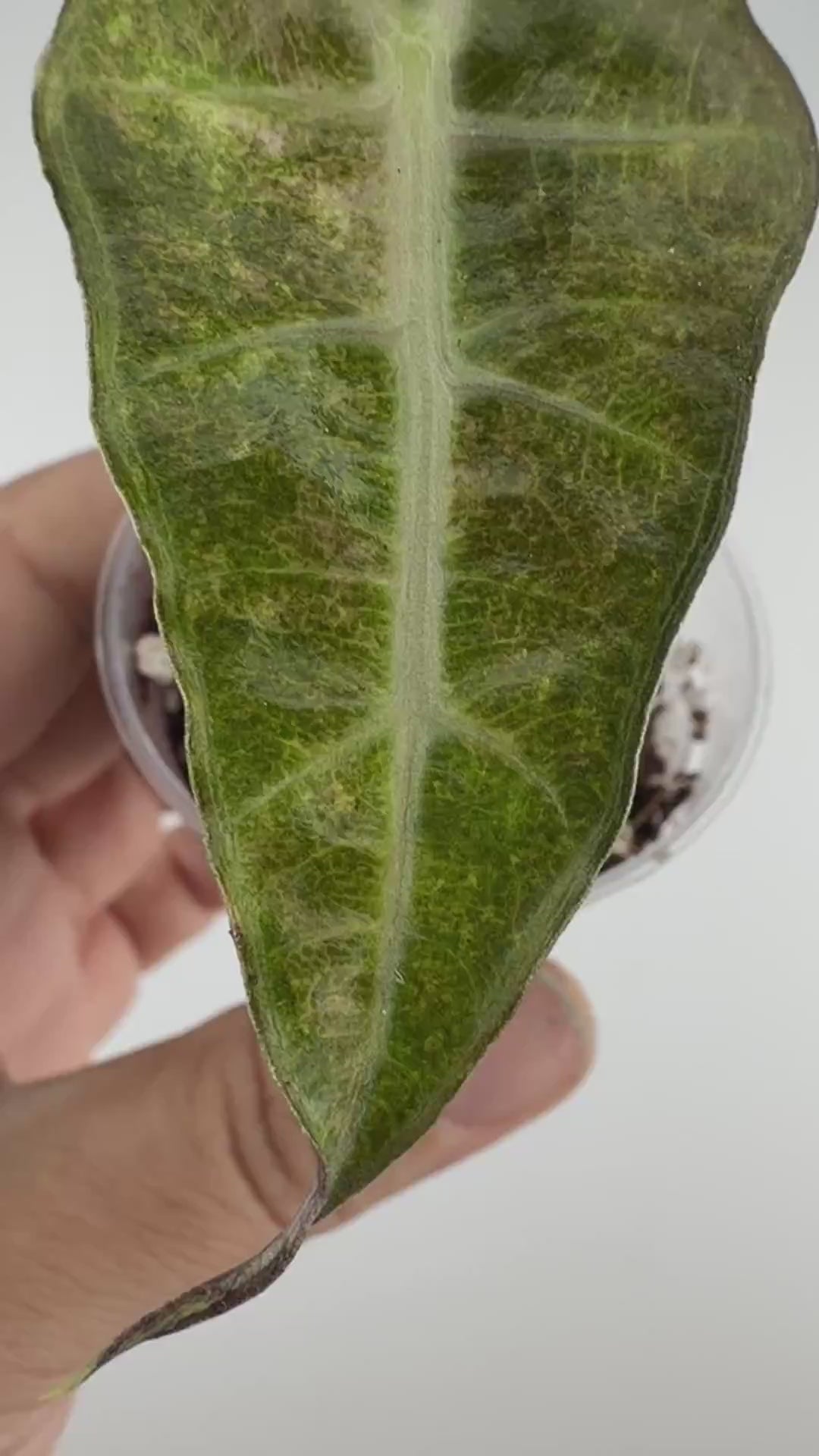 Alocasia Polly Splash Pup Variegated — video of the exact pup