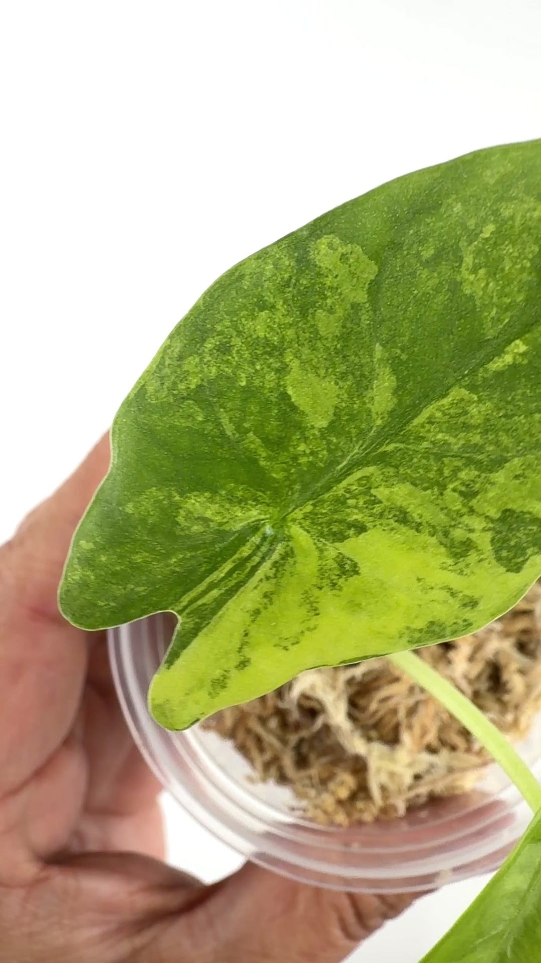 Alocasia Scabriuscula Aurea Variegated