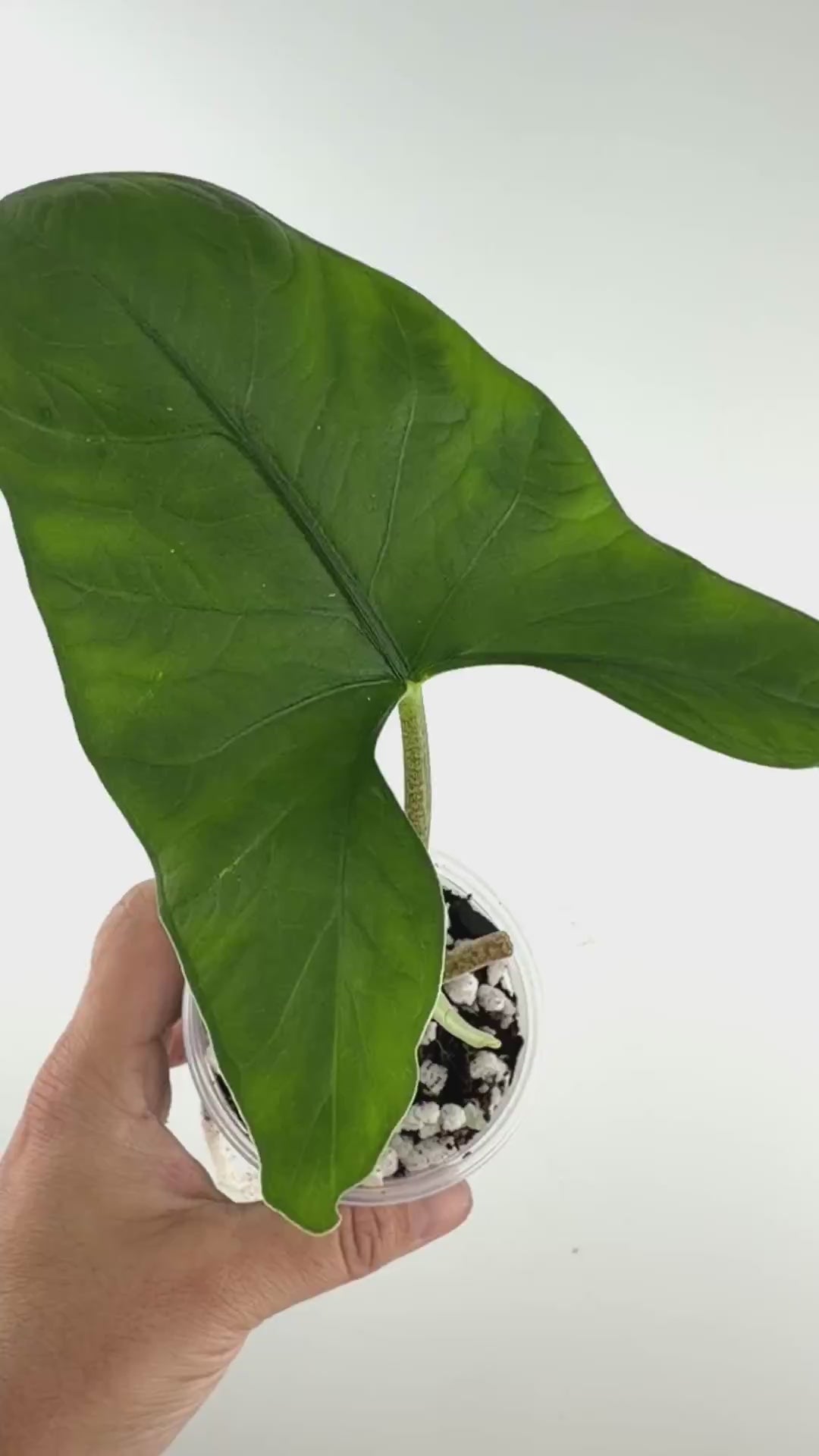 Alocasia Berau