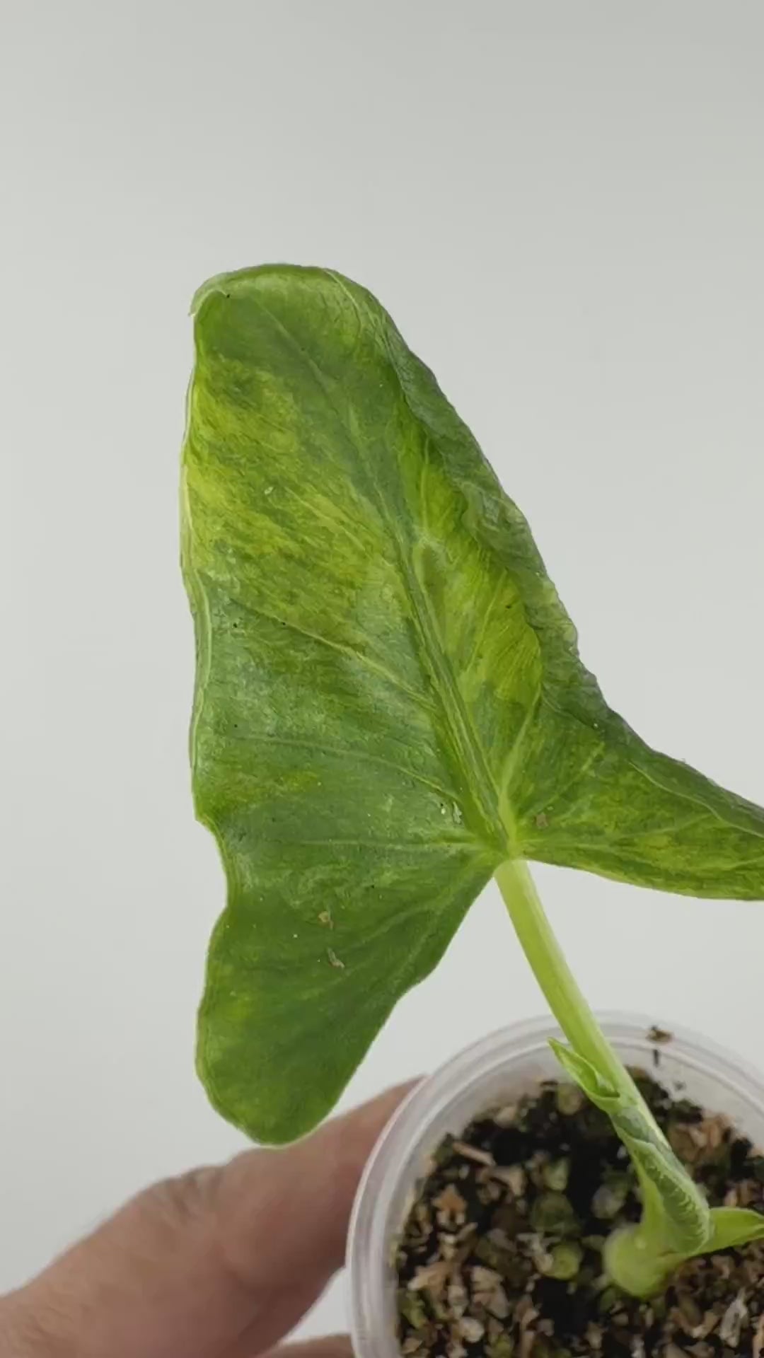 Alocasia Crinkles Aurea Variegated