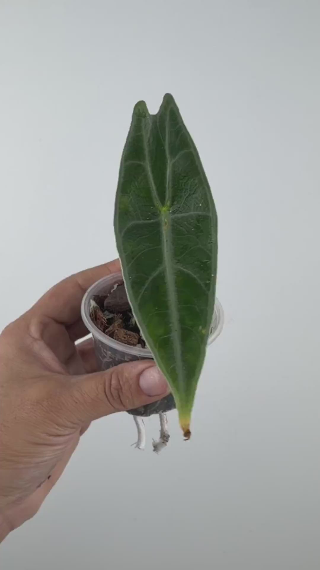 Alocasia Longiloba "Black Cobra" Purple Variegated