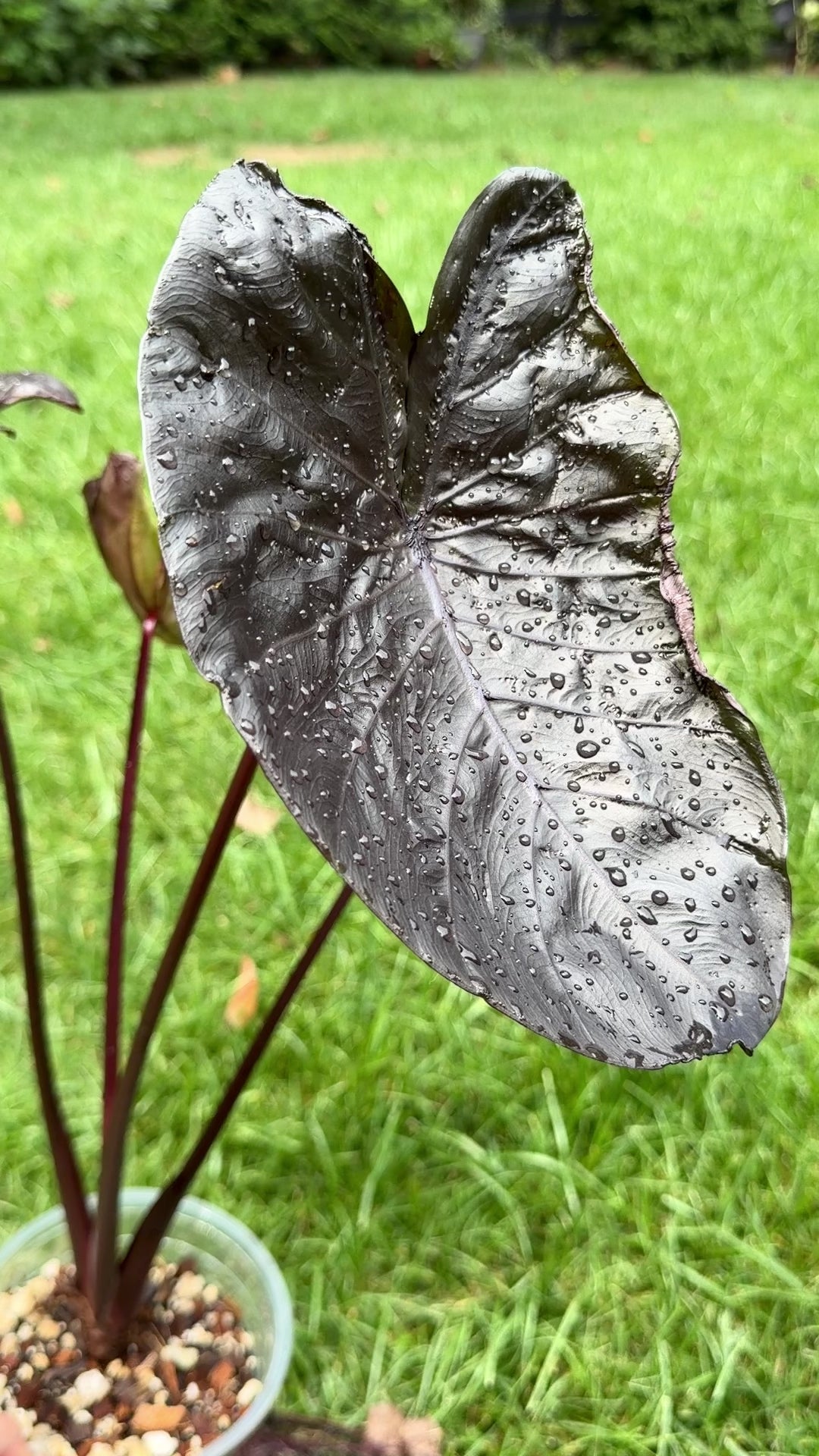 Colocasia Black Tarantula