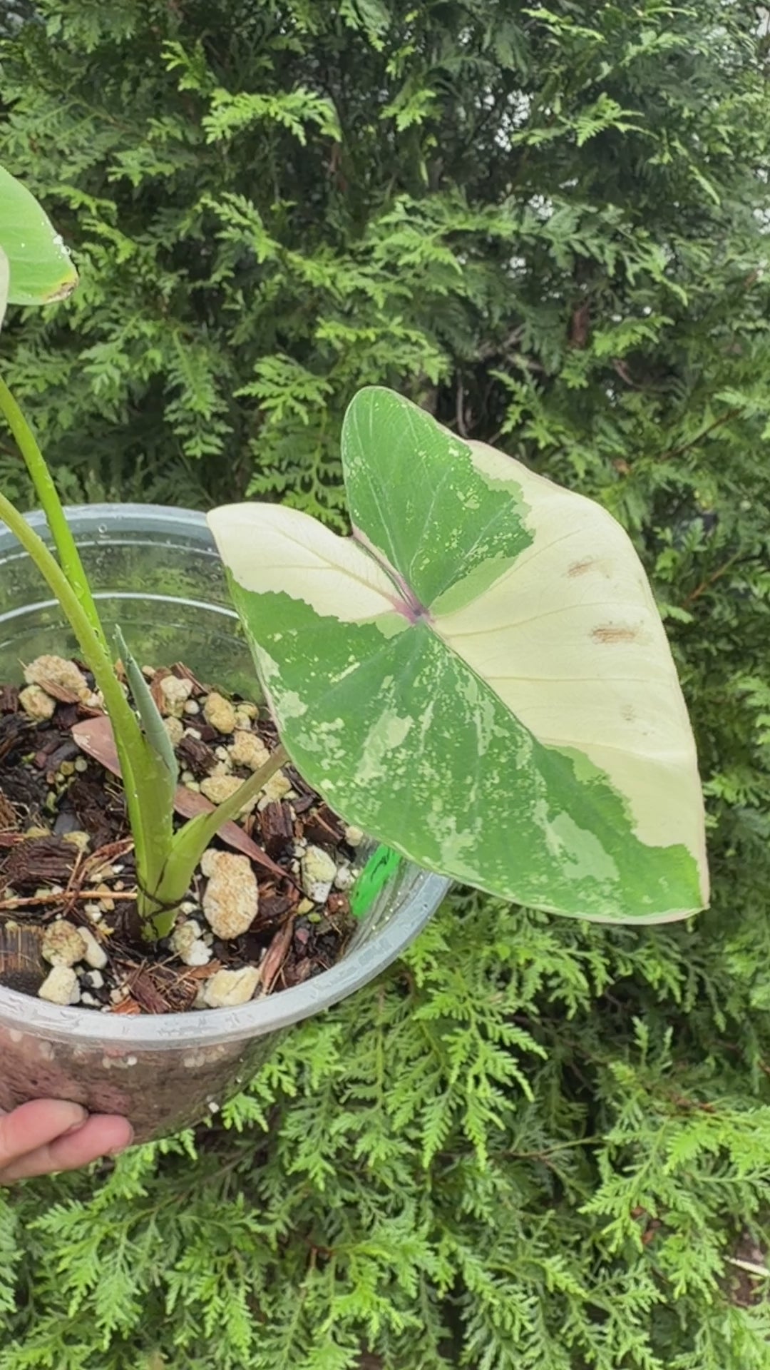 Colocasia White Pharaoh
