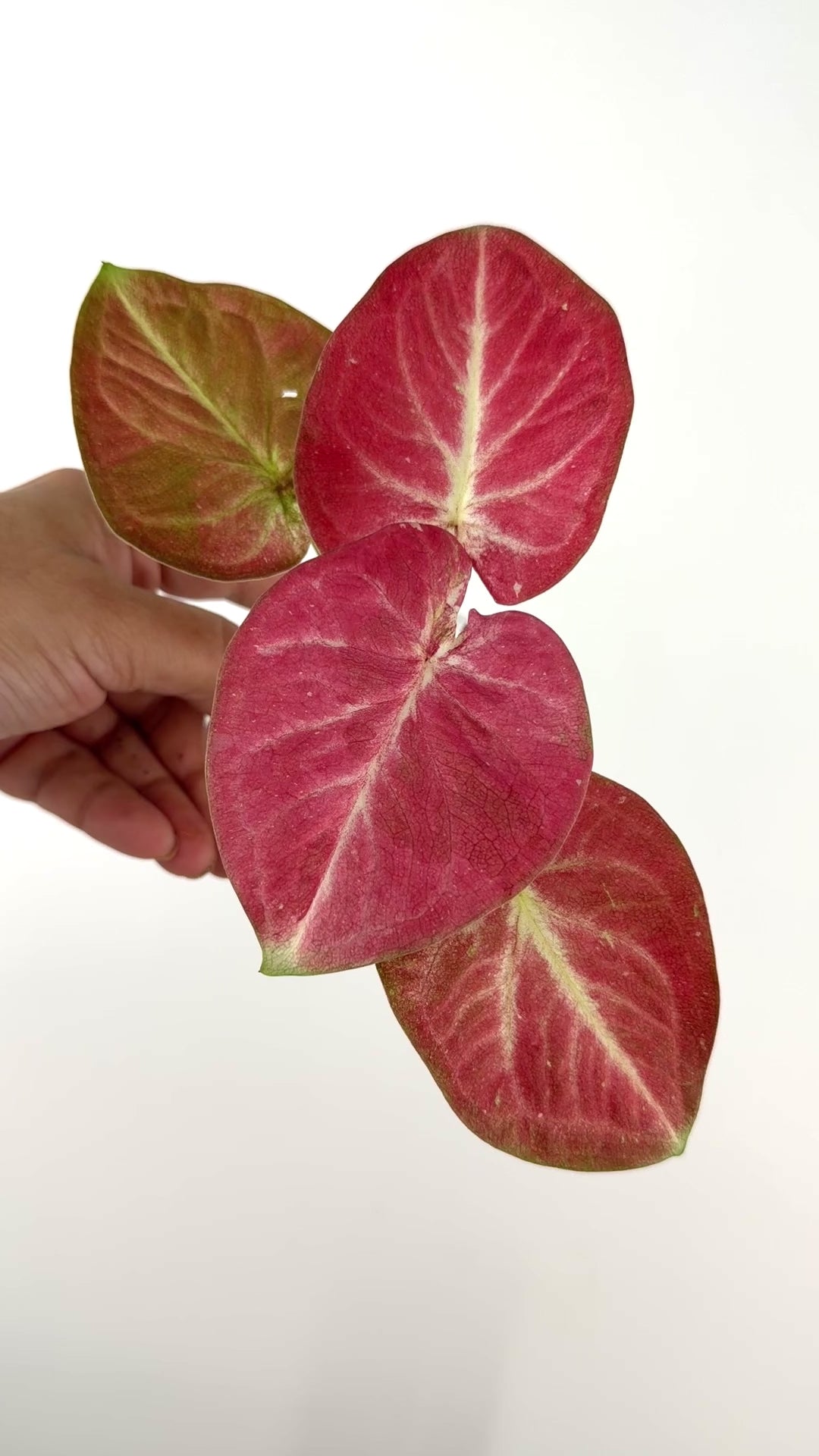 Caladium Thai Hybrid