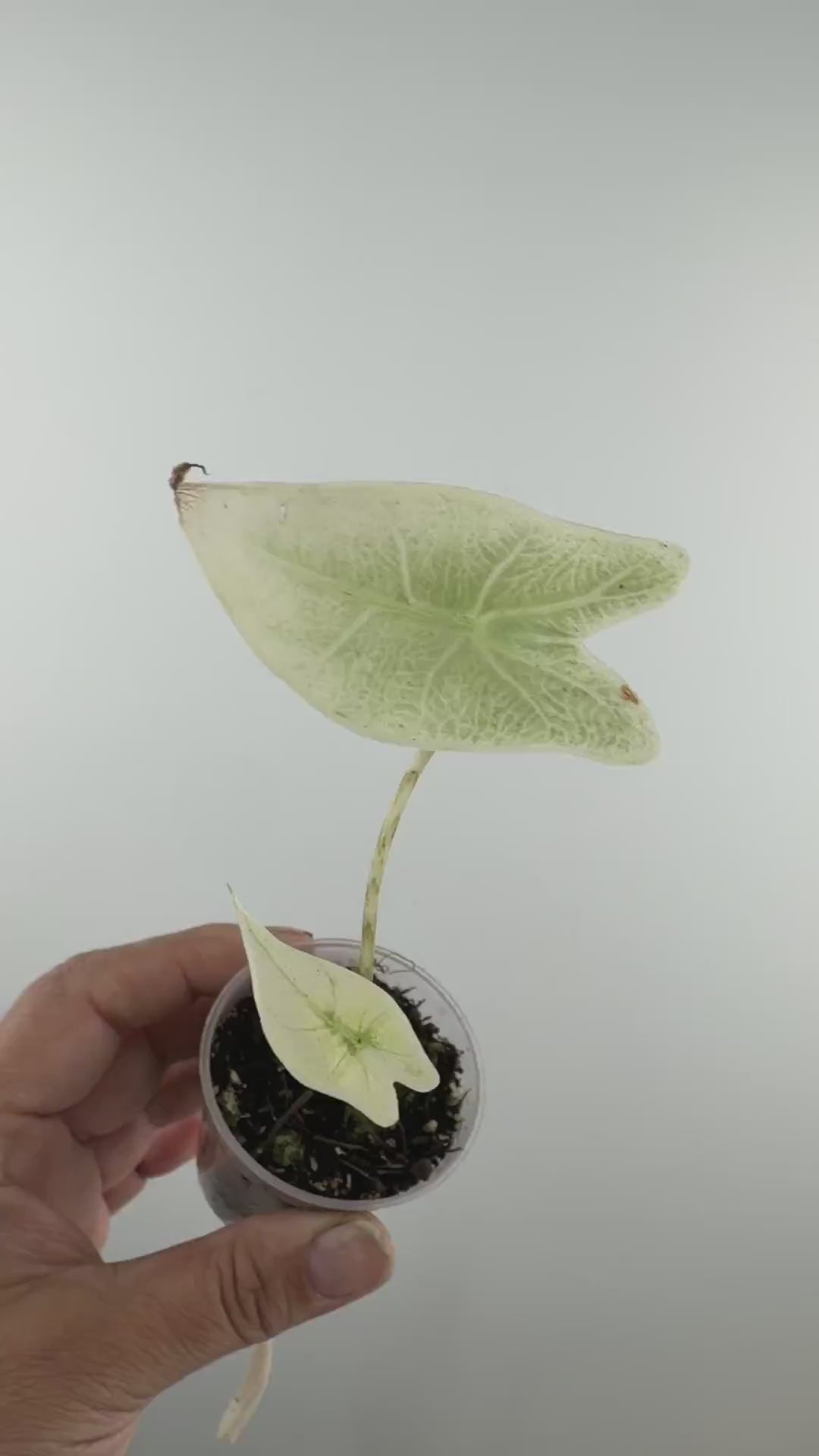 Alocasia Zebrina Mint Pup Variegated