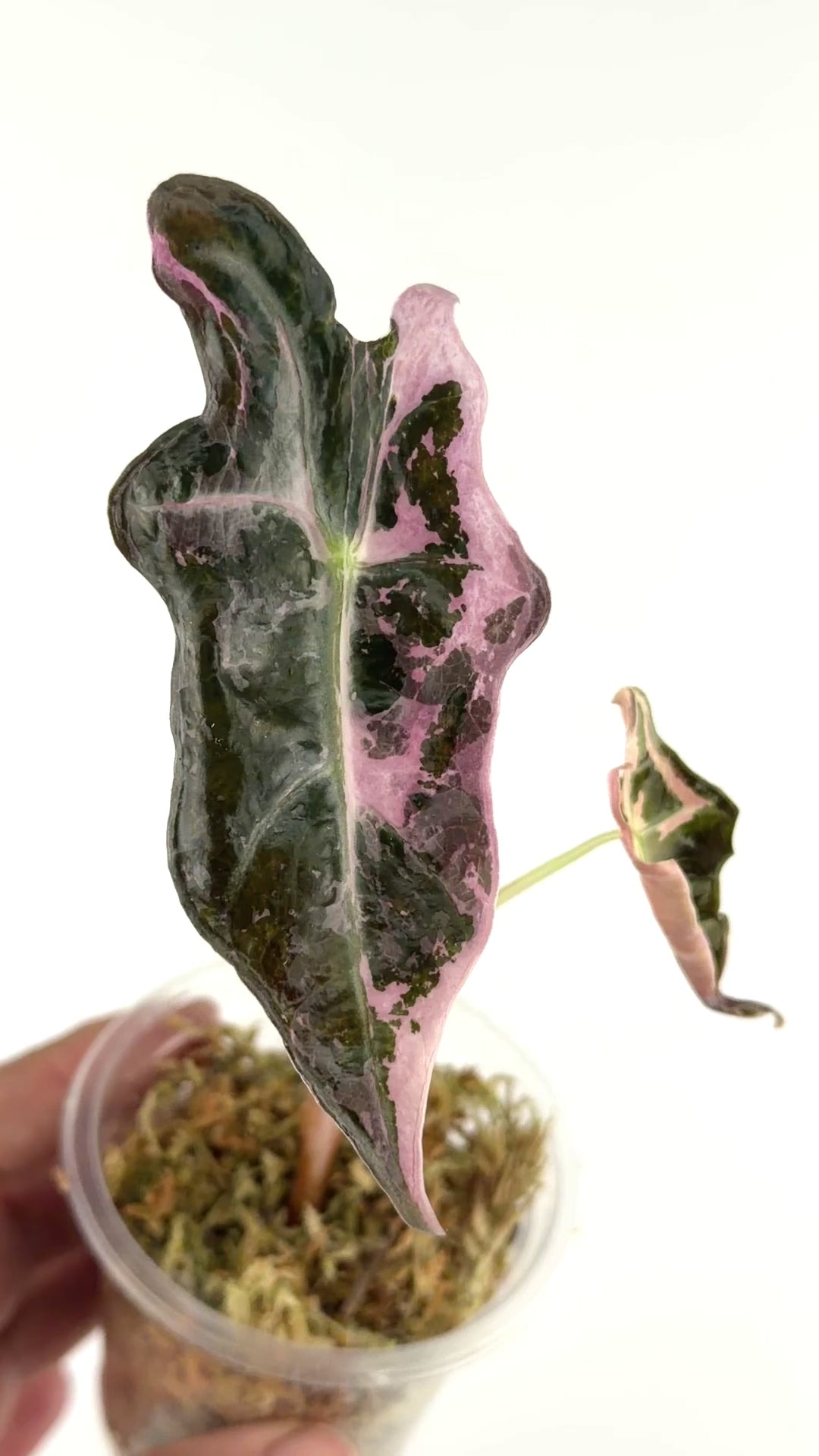Alocasia Nobilis Pink Variegated