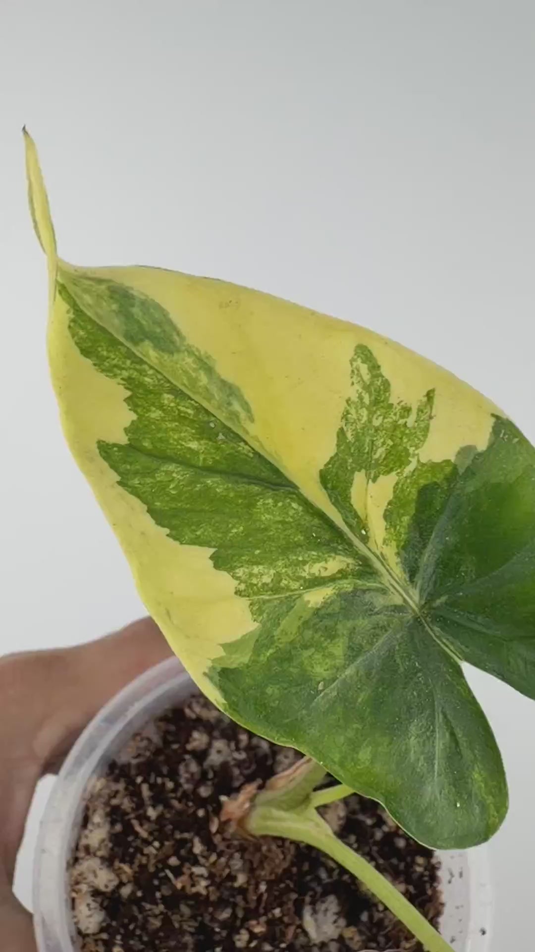 Alocasia Shock Treatment Aurea Variegated — video of the exact plant