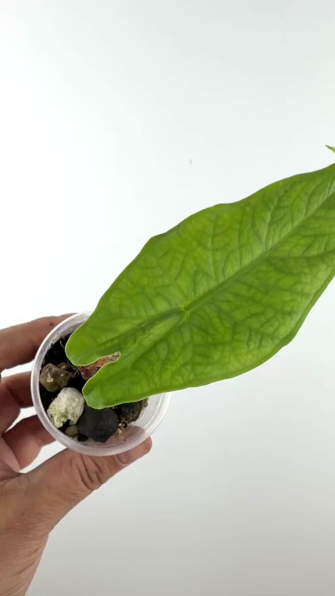Video of the exact Alocasia Green Carpet Wild Form