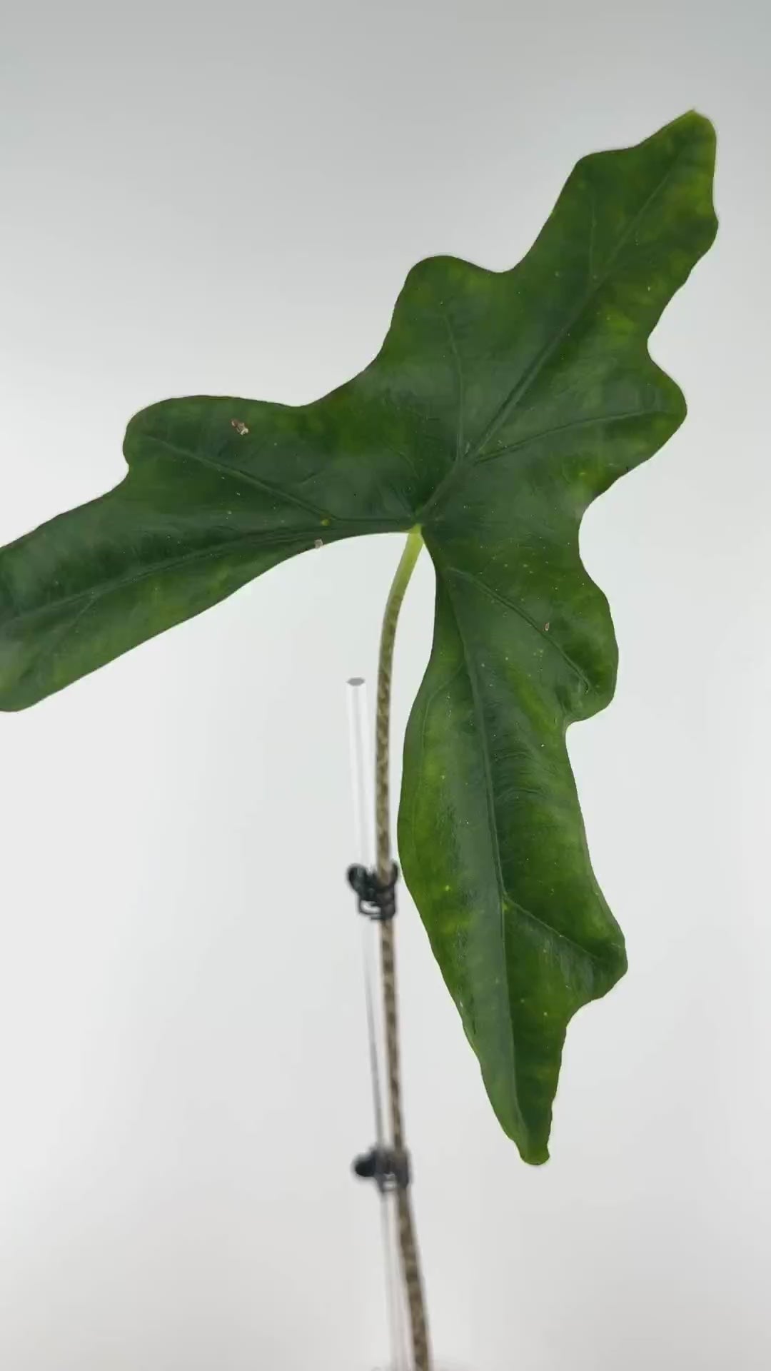 Alocasia Batwing Mother Plant