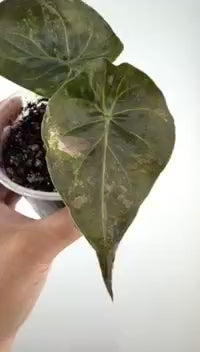 Alocasia Uhinkii "Wentii" Vintage Silver Variegated