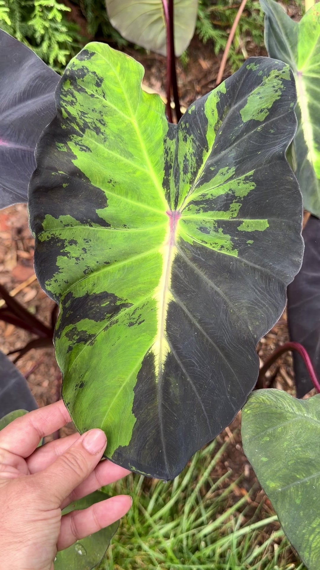 Colocasia Star Light