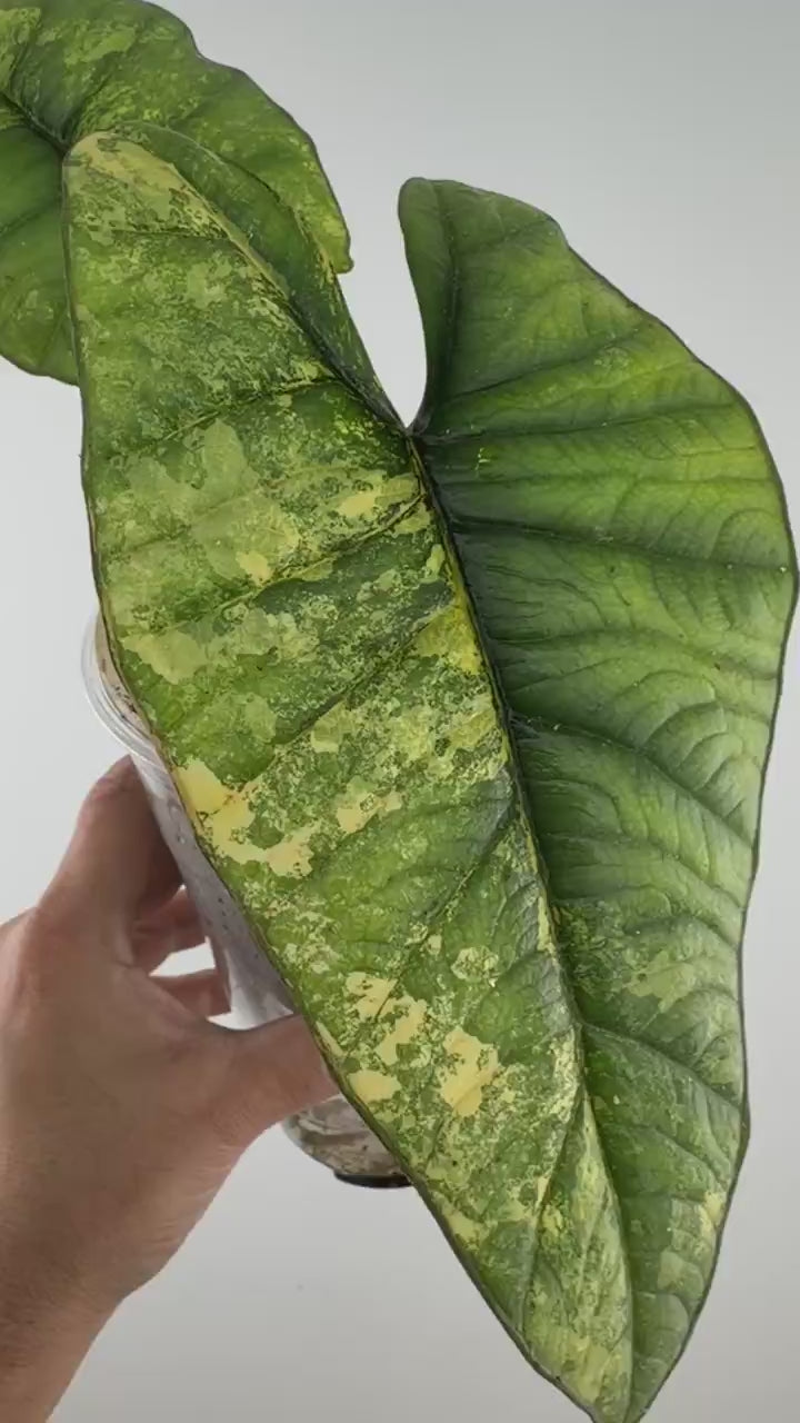Video of Alocasia Bisma Platinum Aurea Mother Plant