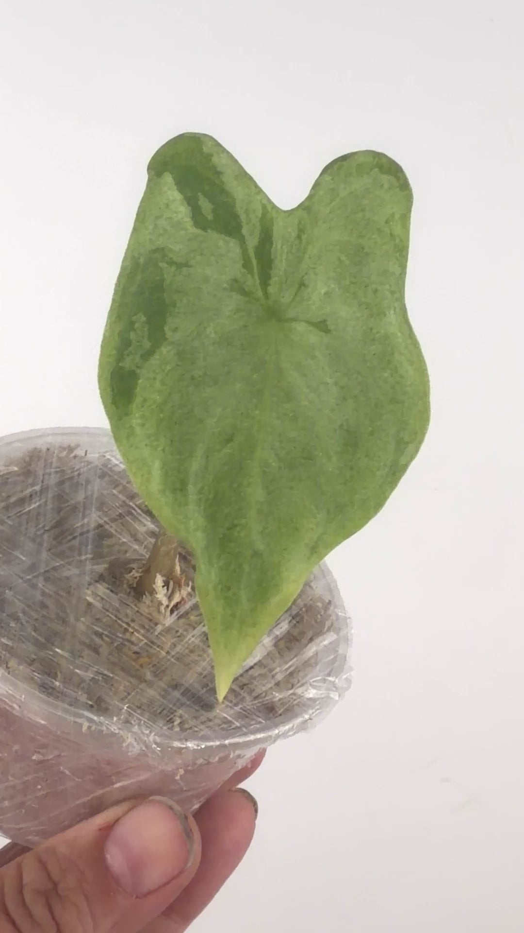 Alocasia Batwing Blue Silver Variegated