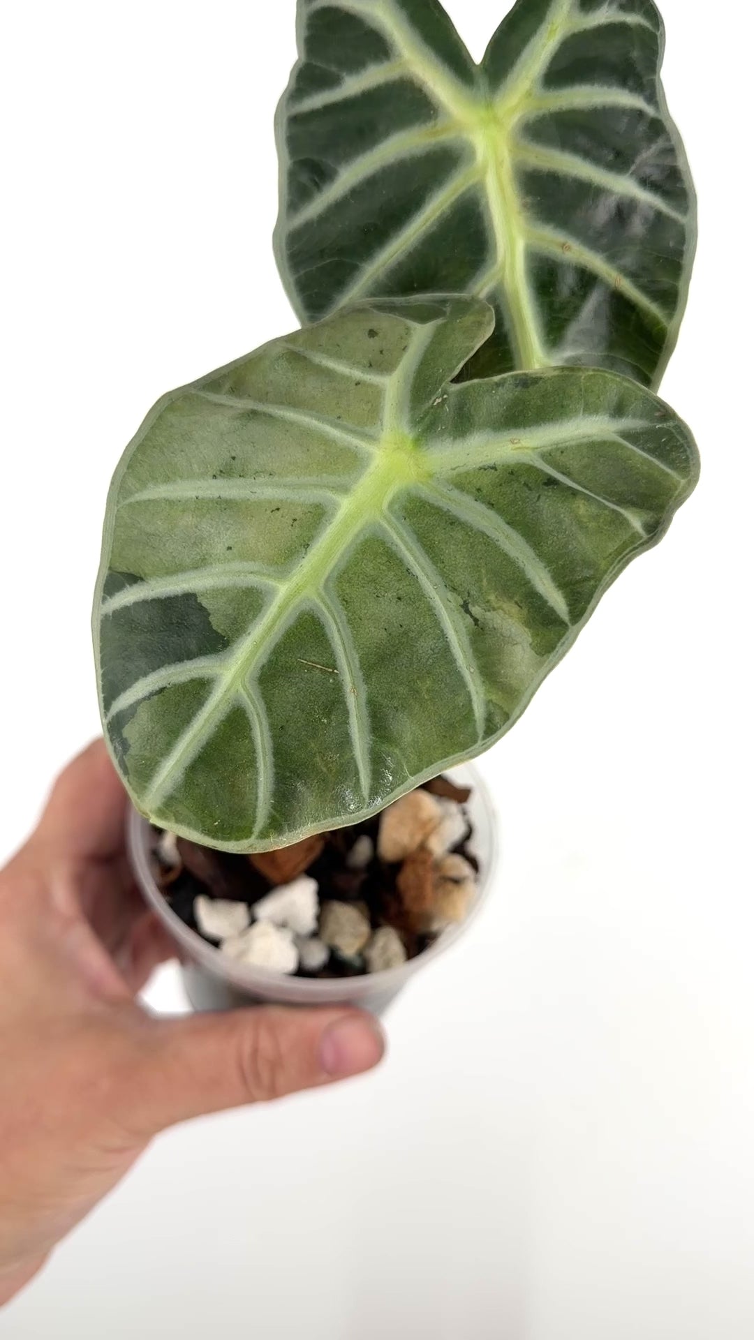 Alocasia Balloon Heart Pink Mint Variegated