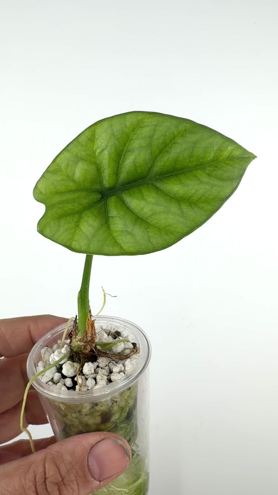 Alocasia Sinuata "Quilted Dreams" Full Mint Pup
