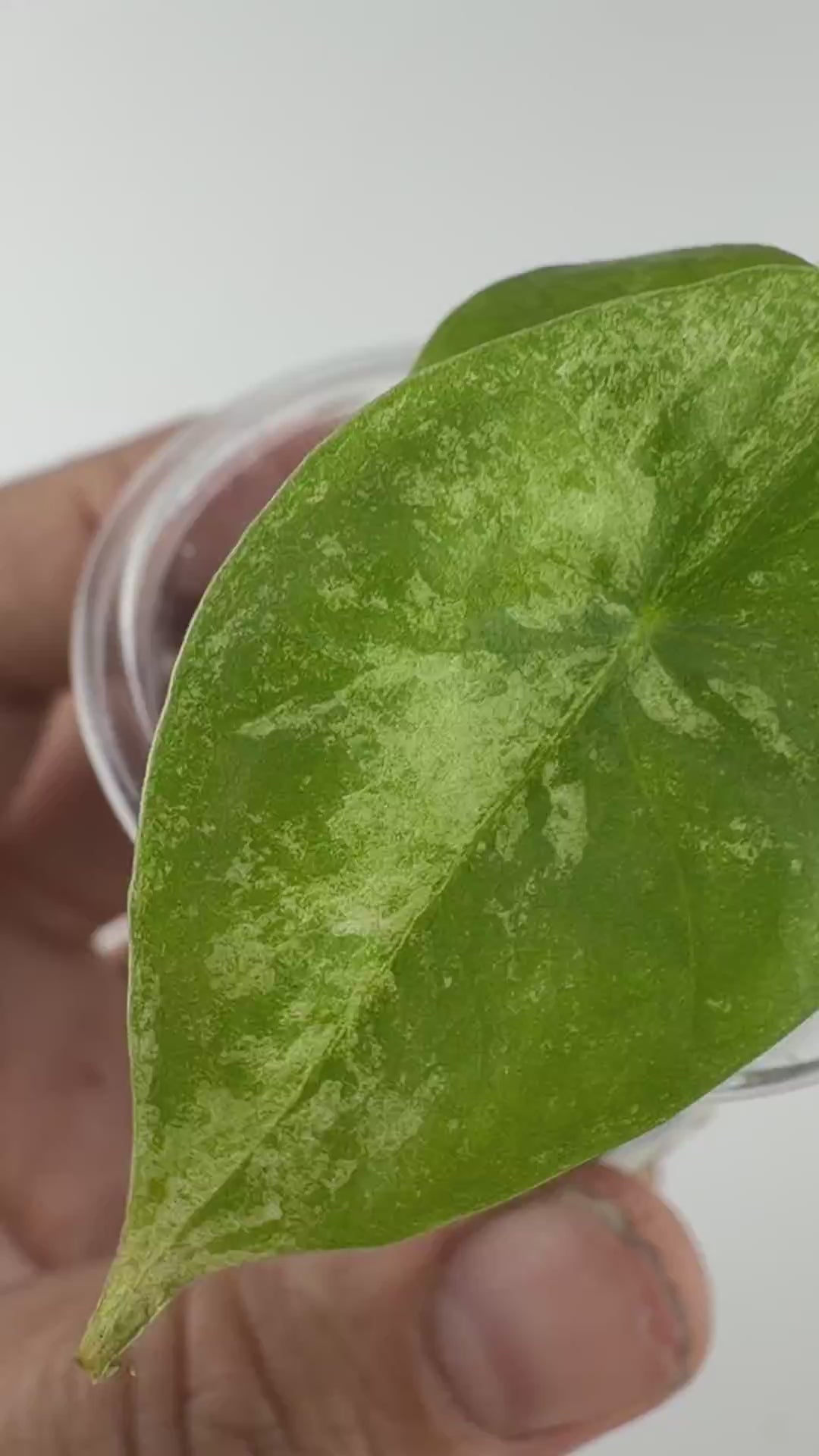 Alocasia Longiloba Sandy