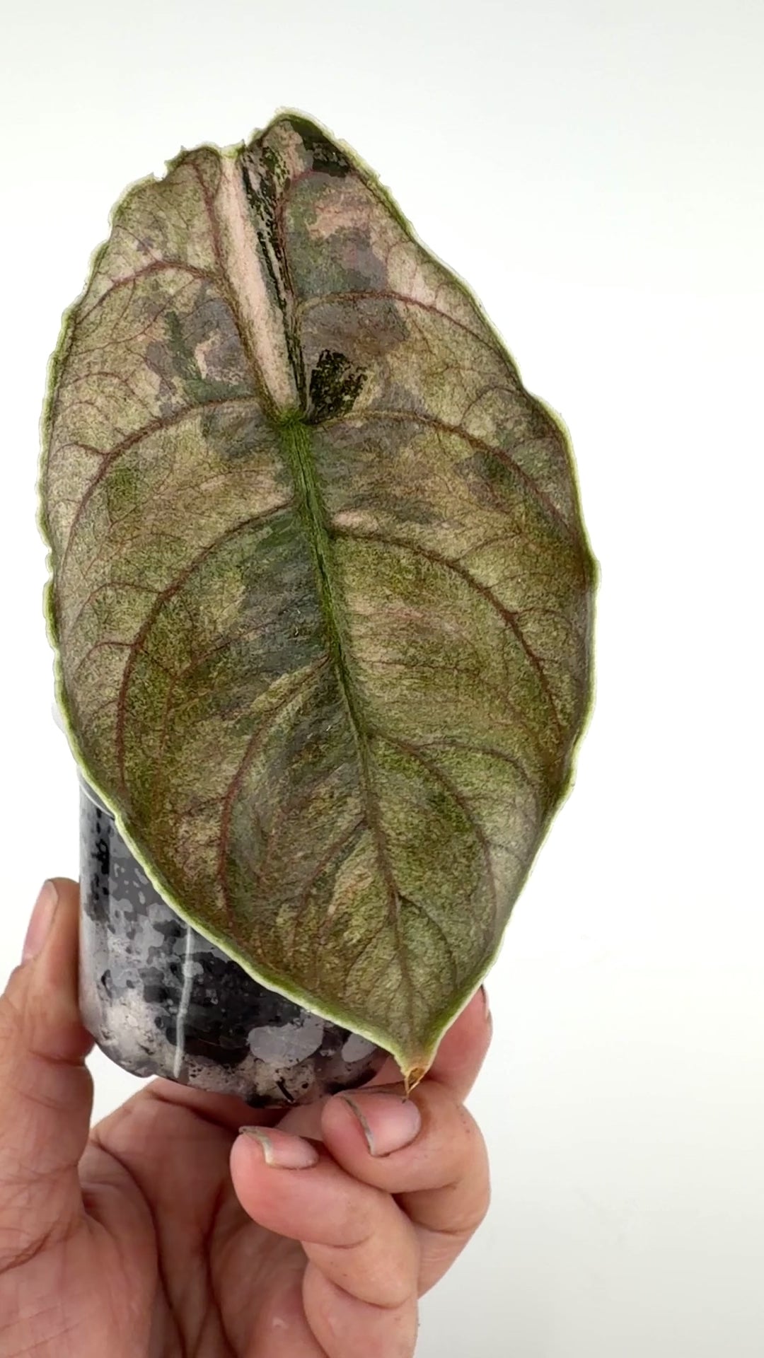 Alocasia Azlanii Pink Mint Variegated