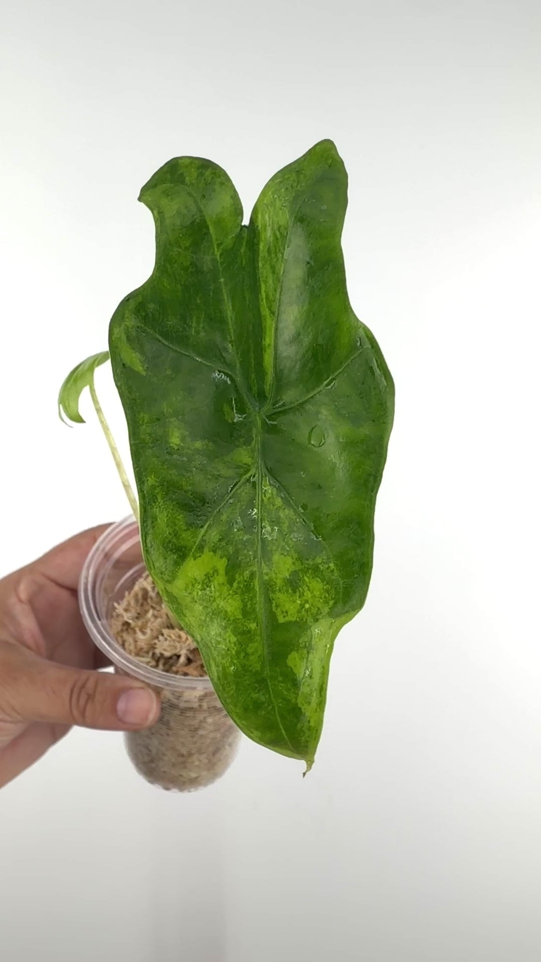 Alocasia Batwing Aurea Variegated