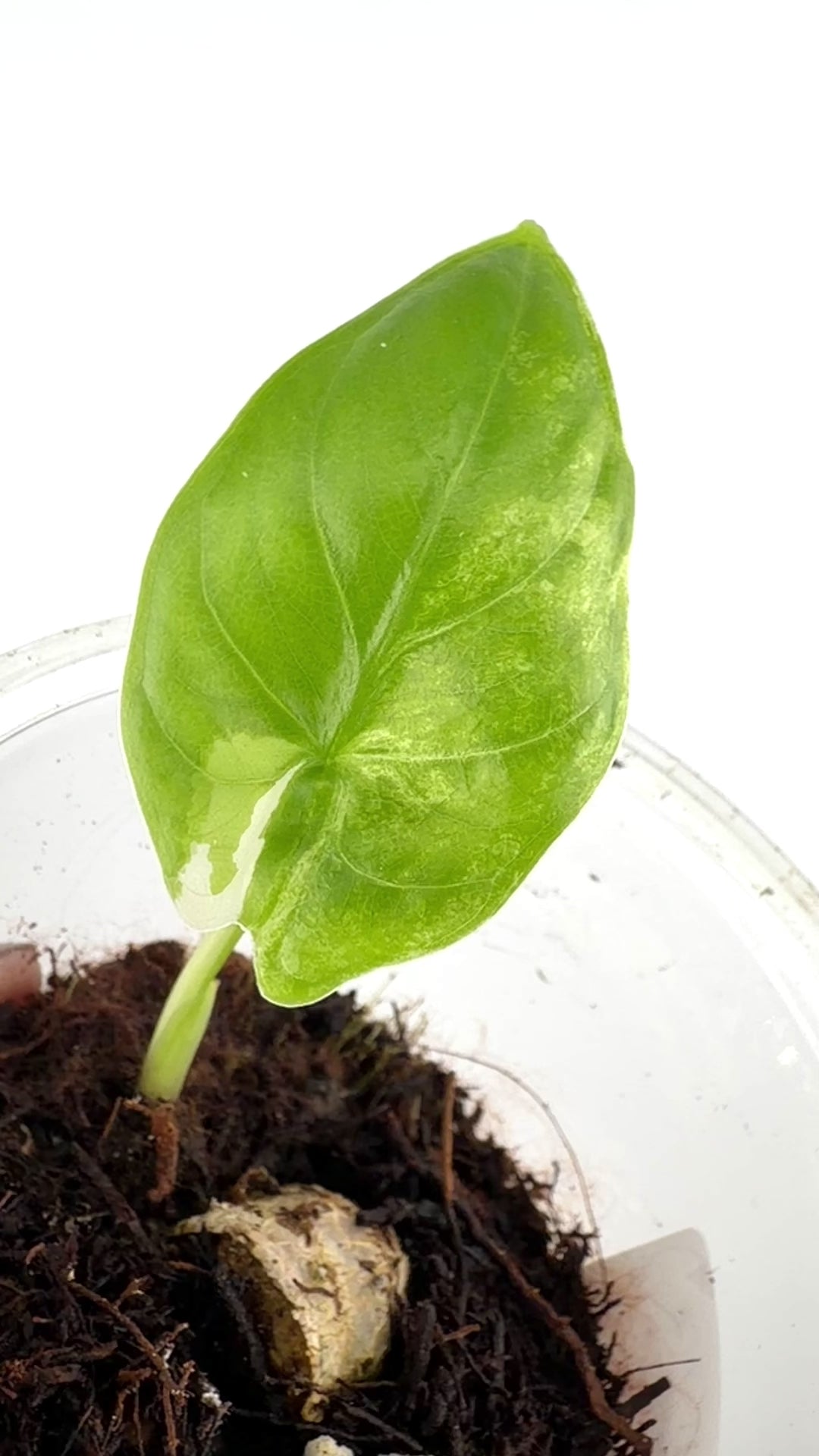 Alocasia Fornicata Albo Mint Tricolor Variegated Pup