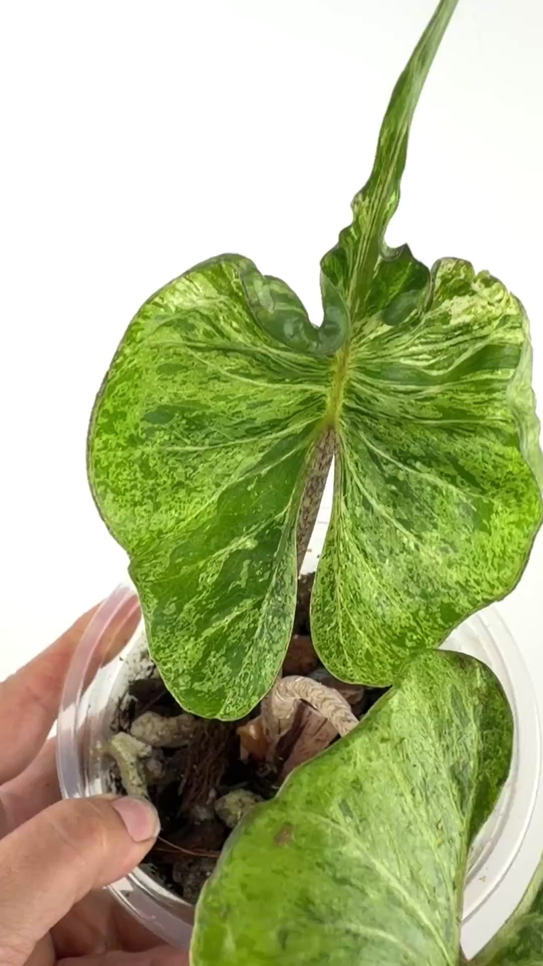 Alocasia Stingray Mint Pink Variegated