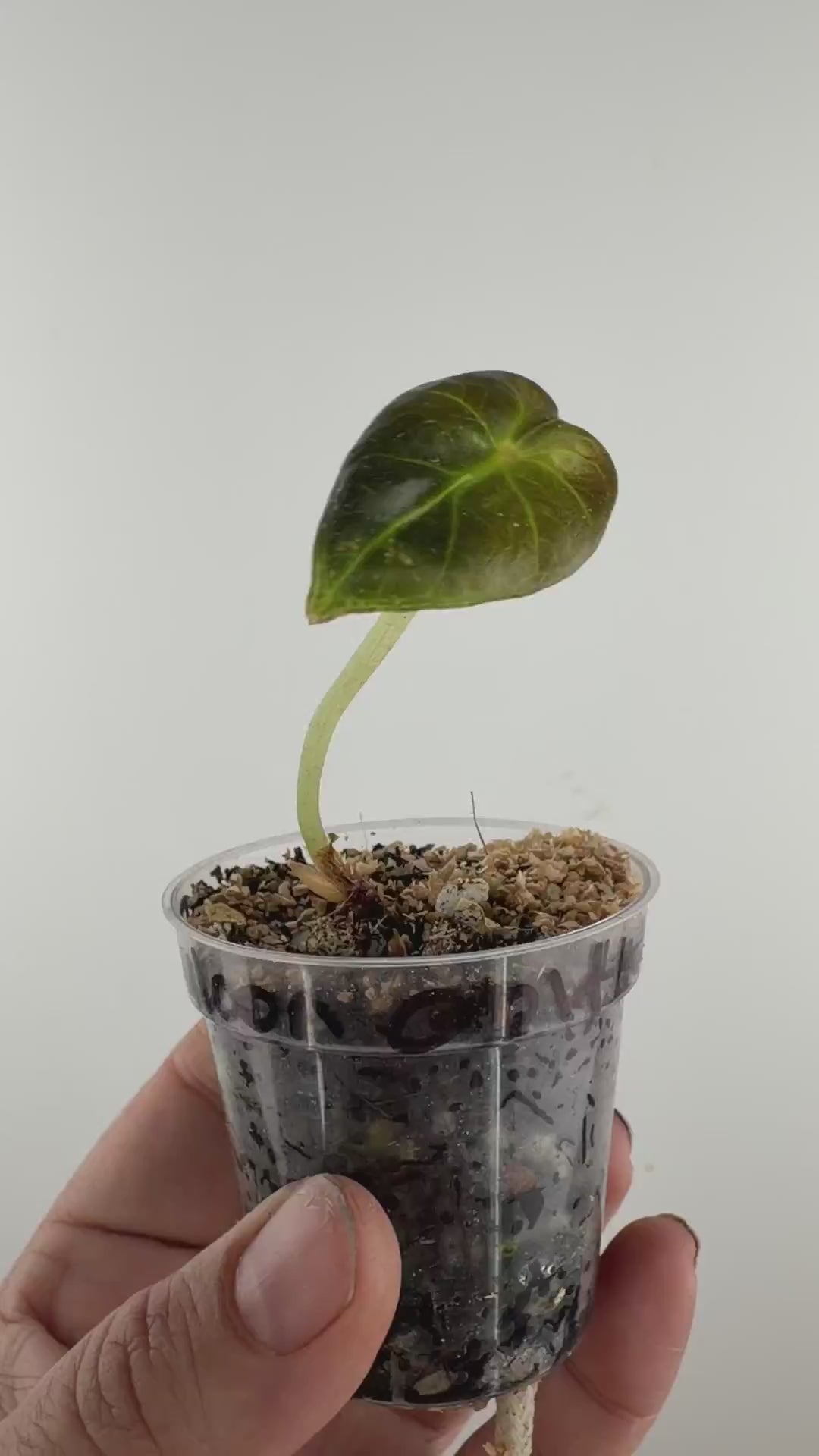 Alocasia Balloon Heart Aurea Variegated