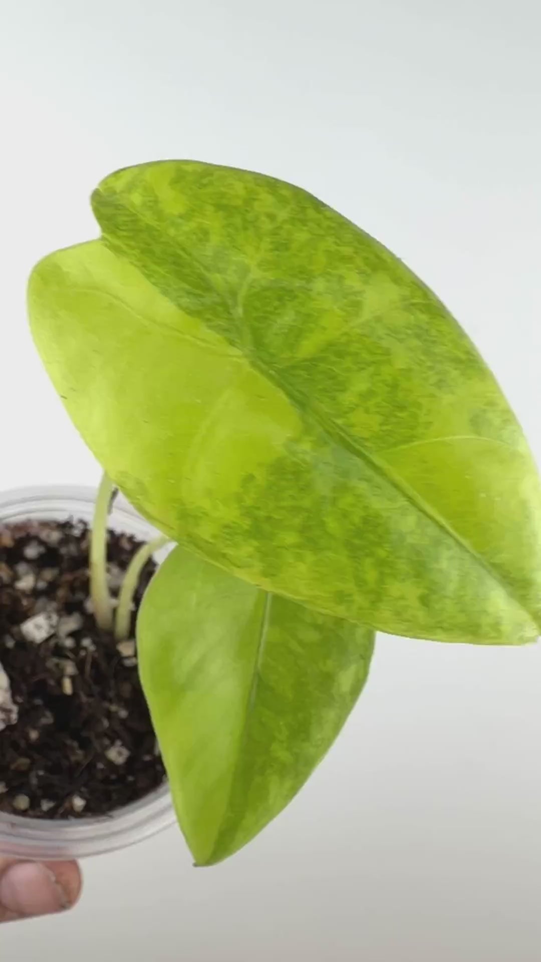 Alocasia Longiloba Lemon Splash Variegated