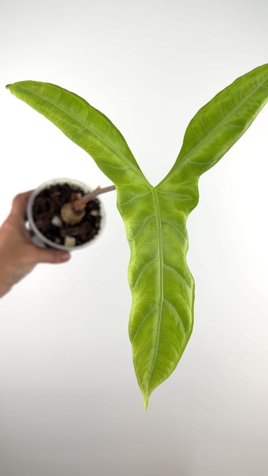 Alocasia Sp. Wild Form Mother Plant