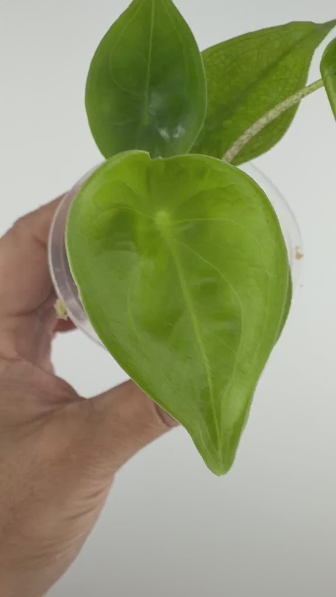 Alocasia Longiloba Heart Leaf Mutation Pup