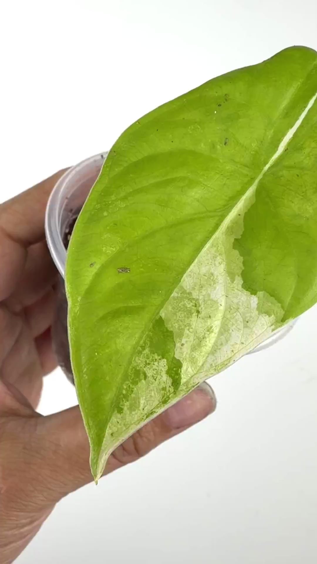 Alocasia Fornicata Albo Mint Tricolor Variegated Pup