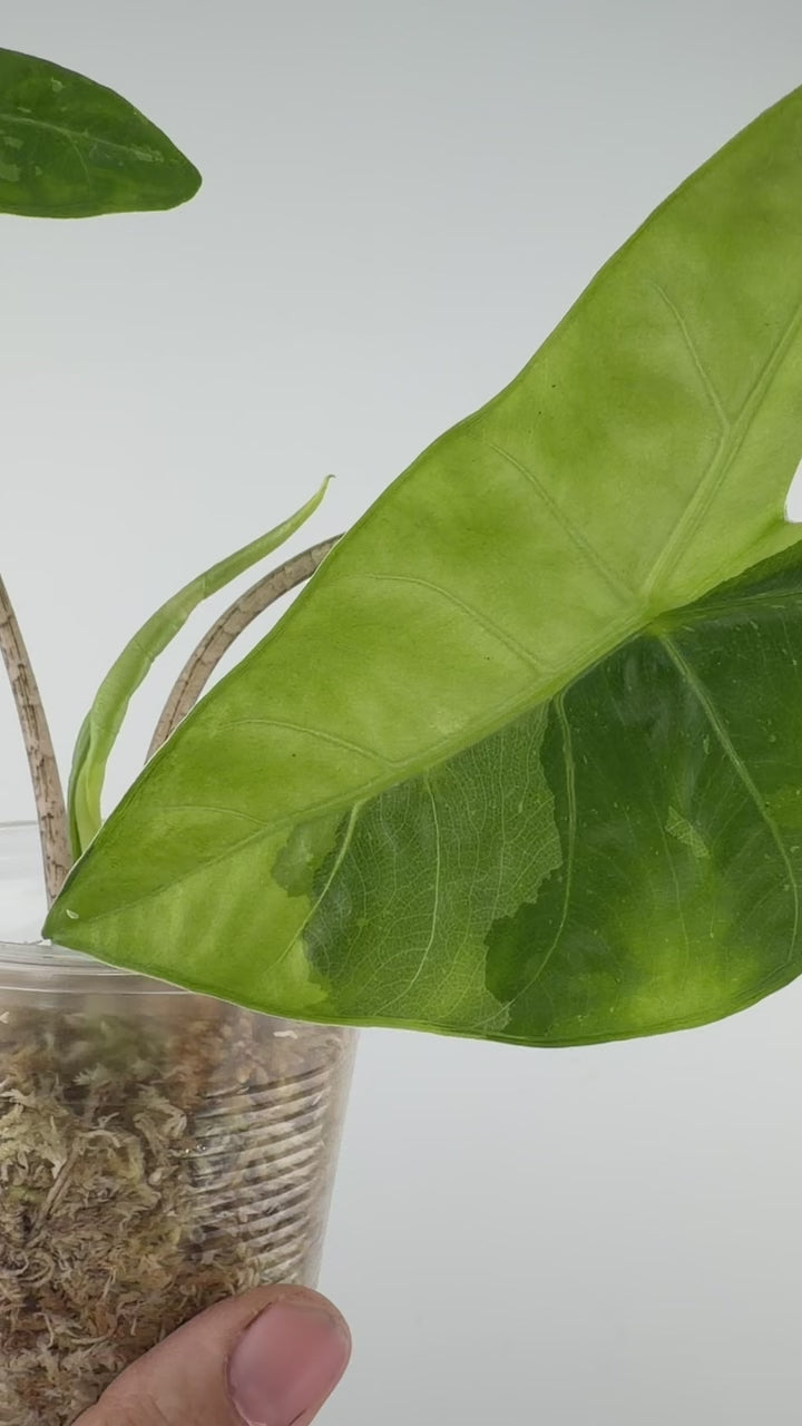 Alocasia Longiloba Creamy Variegated