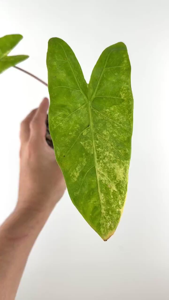 Video of Alocasia Pink Dragon Aurea X Longiloba Hybrid Variegated
