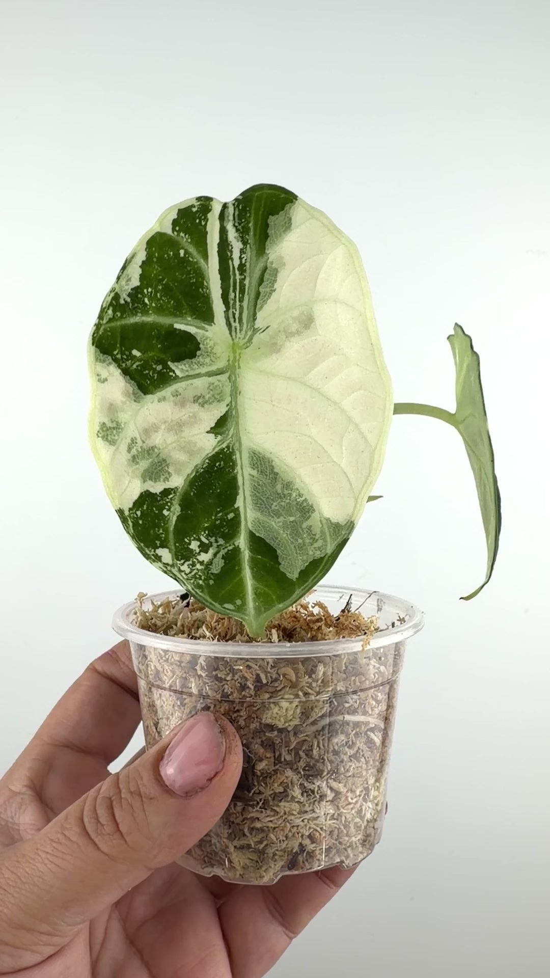 Alocasia Ninja Albo Pink Variegated #1