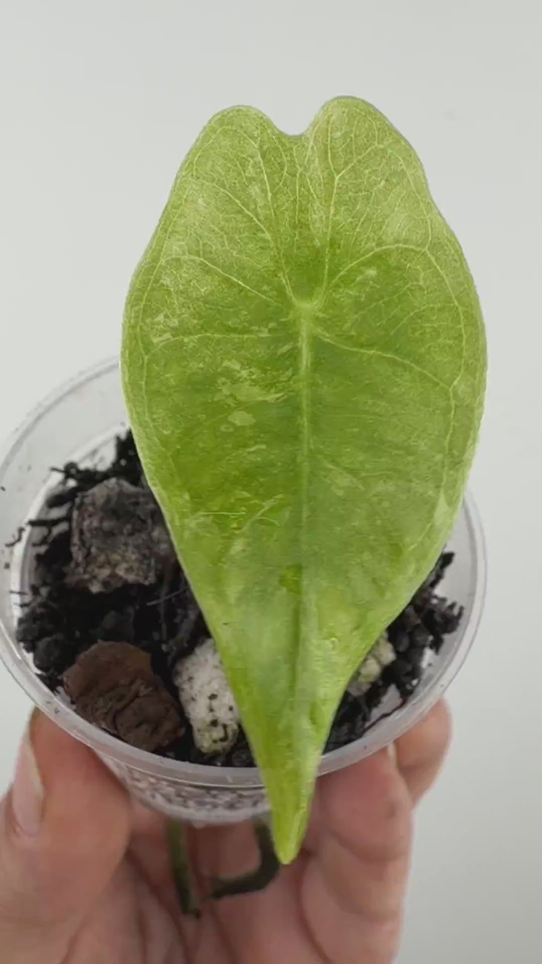 Alocasia Grandis Aurea Pup Variegated