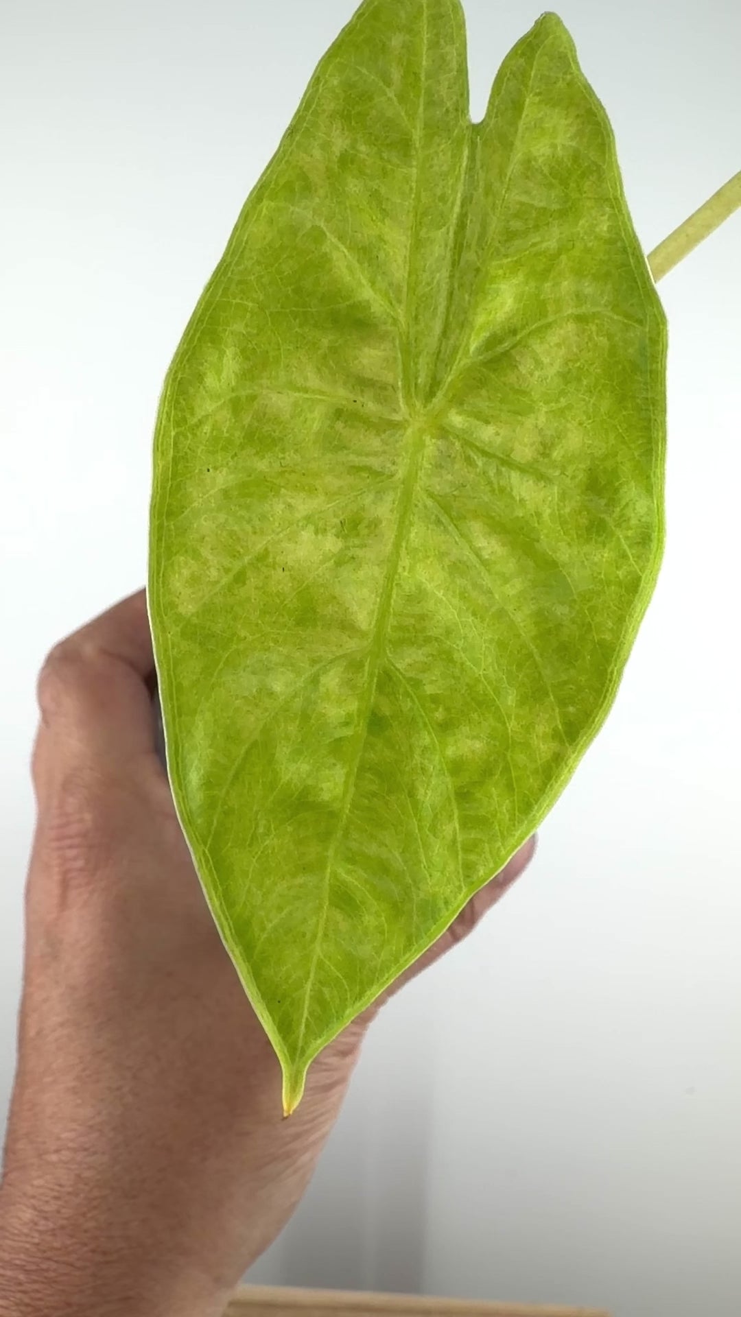 Alocasia Fornicata Gold Variegated