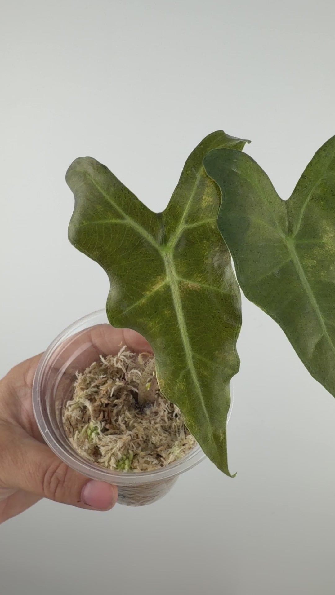 Alocasia "Megagodzilla" Nobilis X New Guinea Gold Variegated