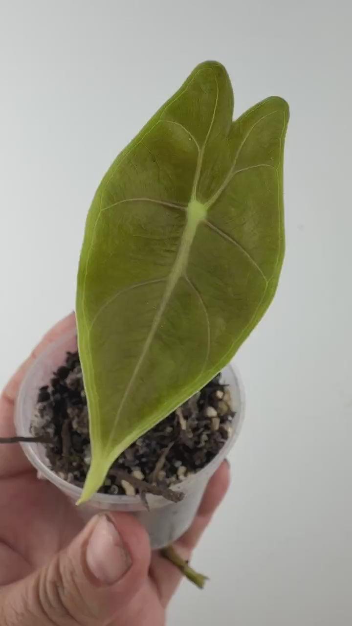Video of the exact Alocasia Grandis Purple Vein