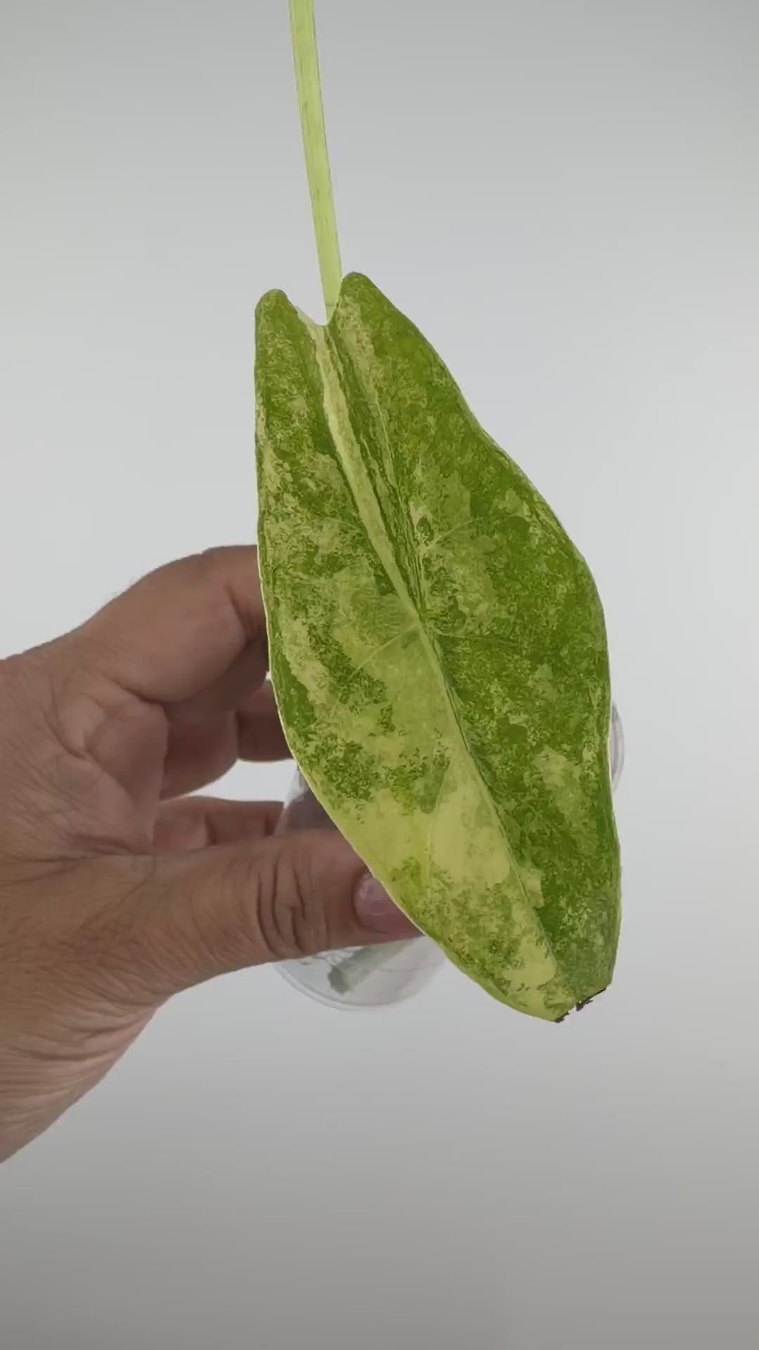 Alocasia Longiloba Aurea