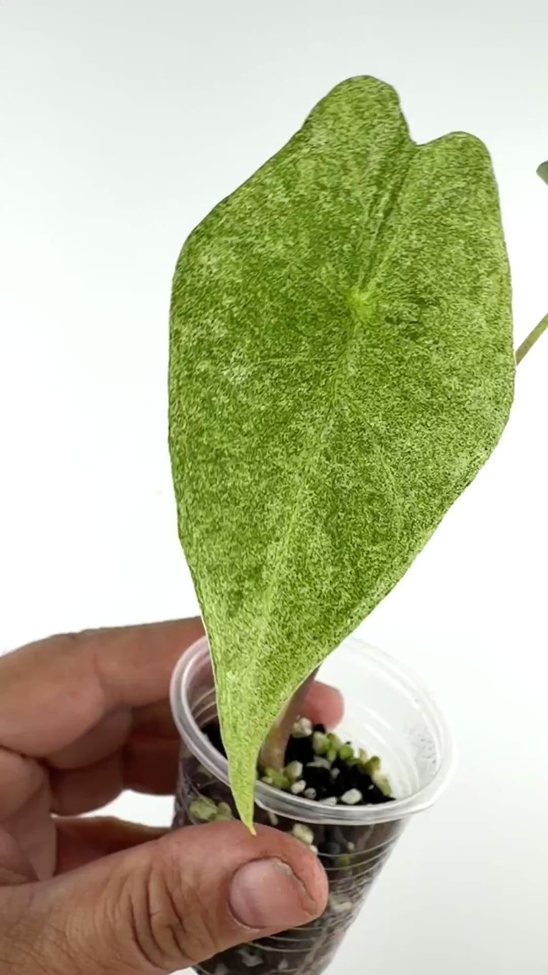 Video of the exact Alocasia Satun Starburst Variegated