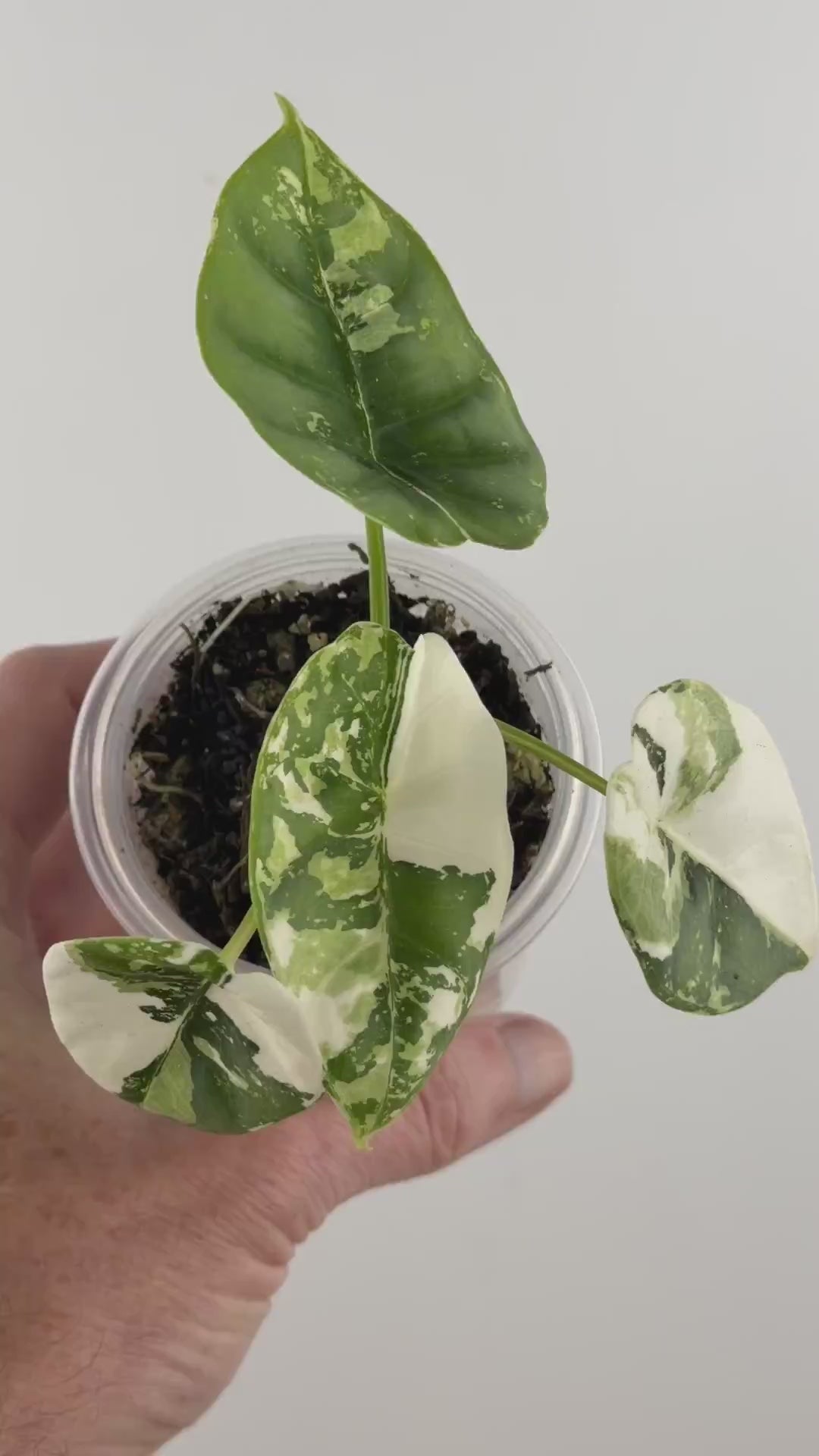 Alocasia Reversa Lumina Albo Variegated