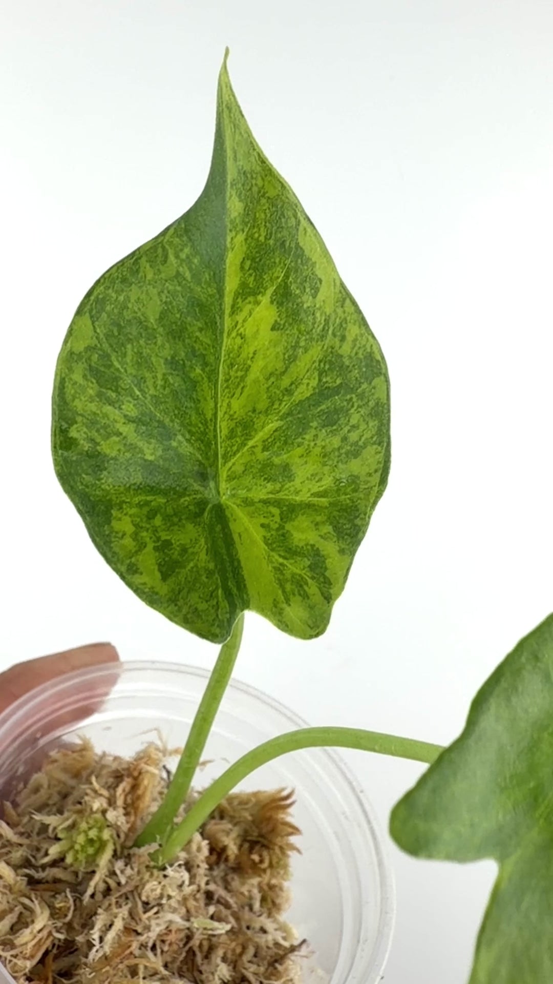 Alocasia Simpo Budo Dwarf Aurea Variegated