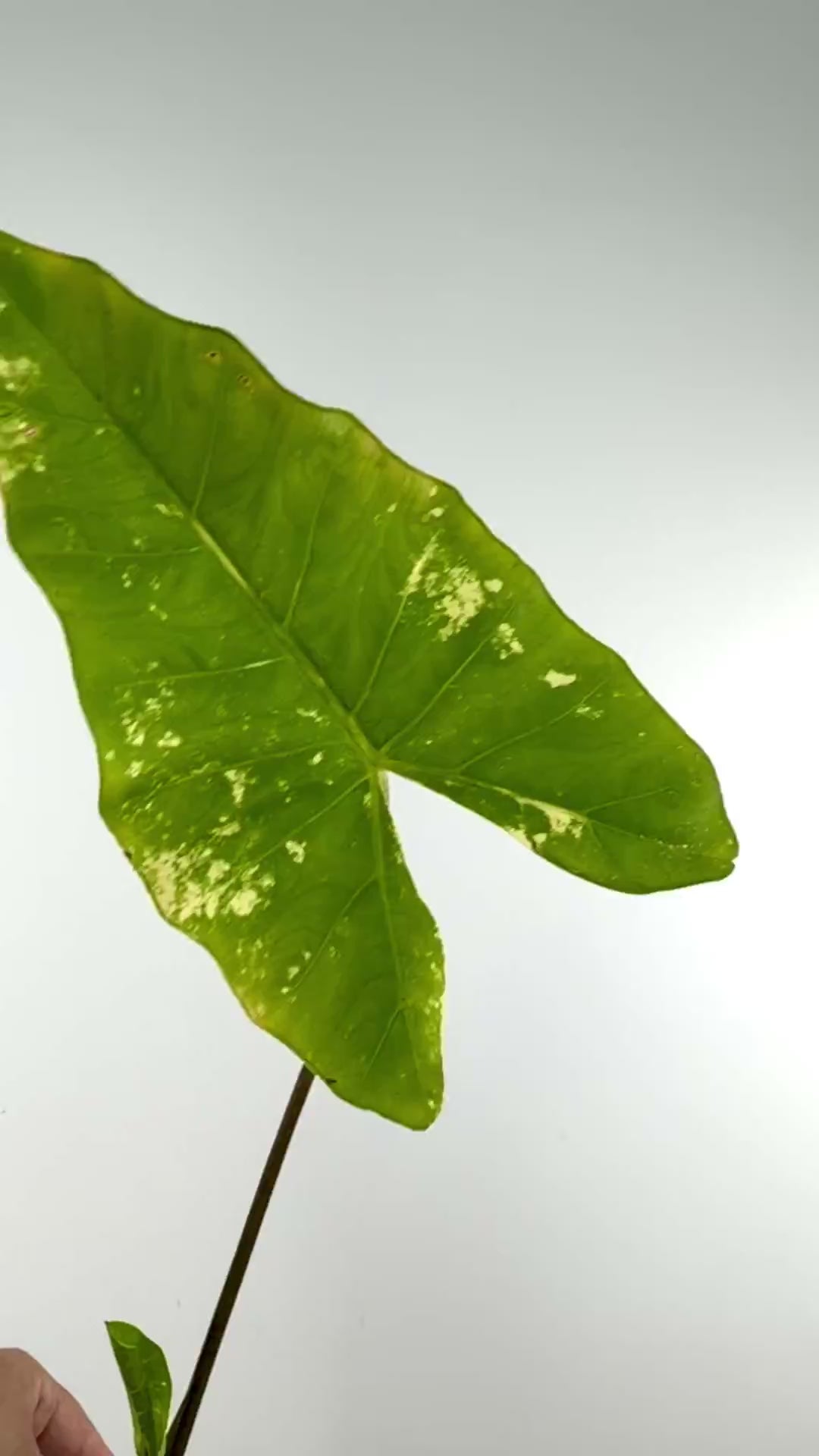 Video of the exact Alocasia New Guinea Gold X Spotted Stem Hybrid Variegated mother plant