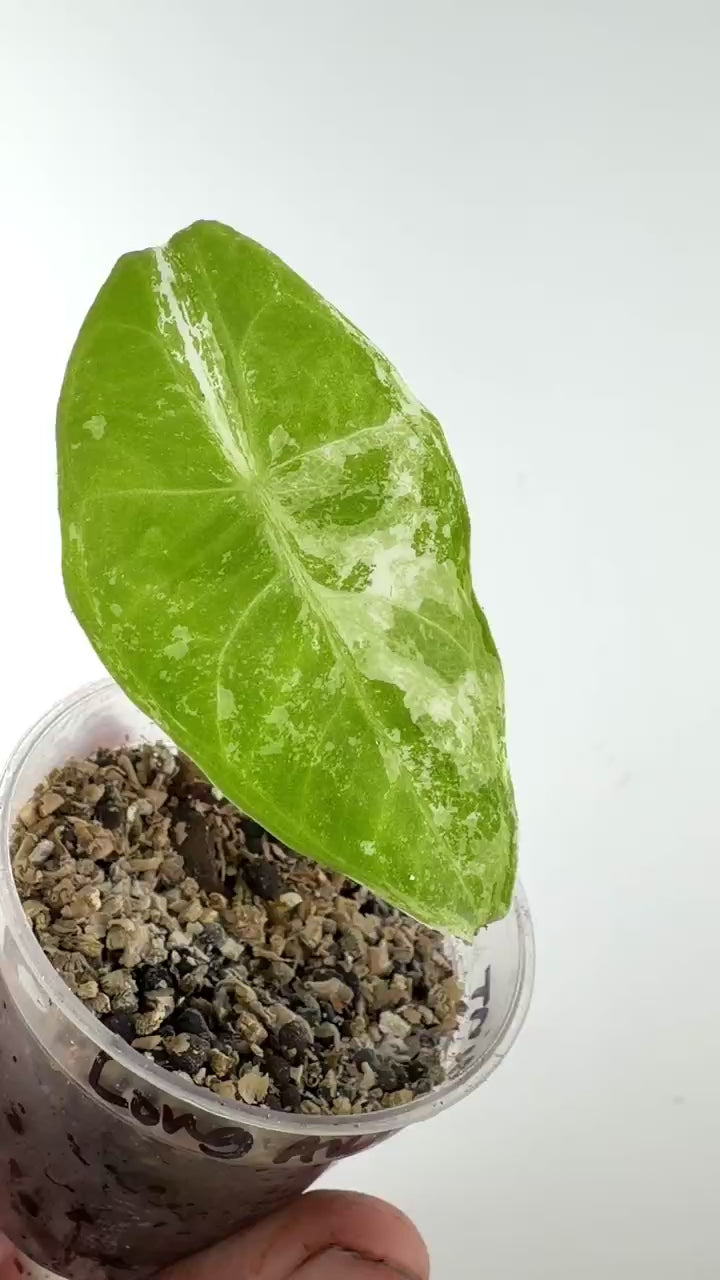 Video of the exact Alocasia Longiloba Albo Mint Variegated