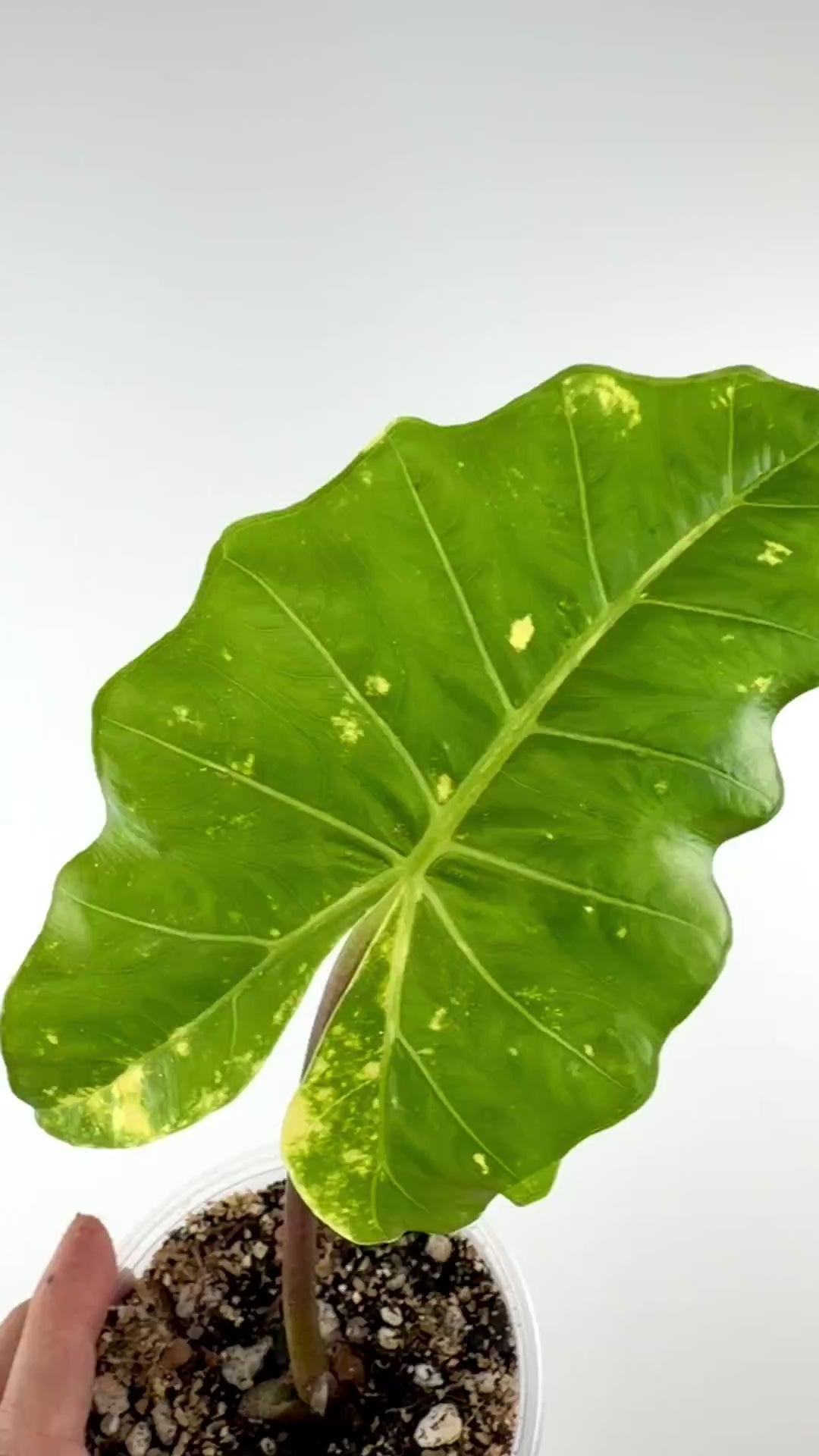 Video of the exact Alocasia New Guinea Gold Red Stem Variegated