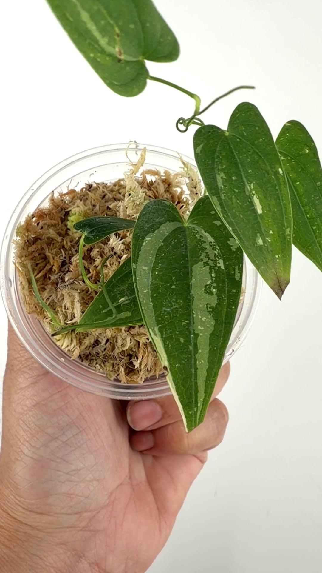 Dioscorea Transversa Thai Con Variegated
