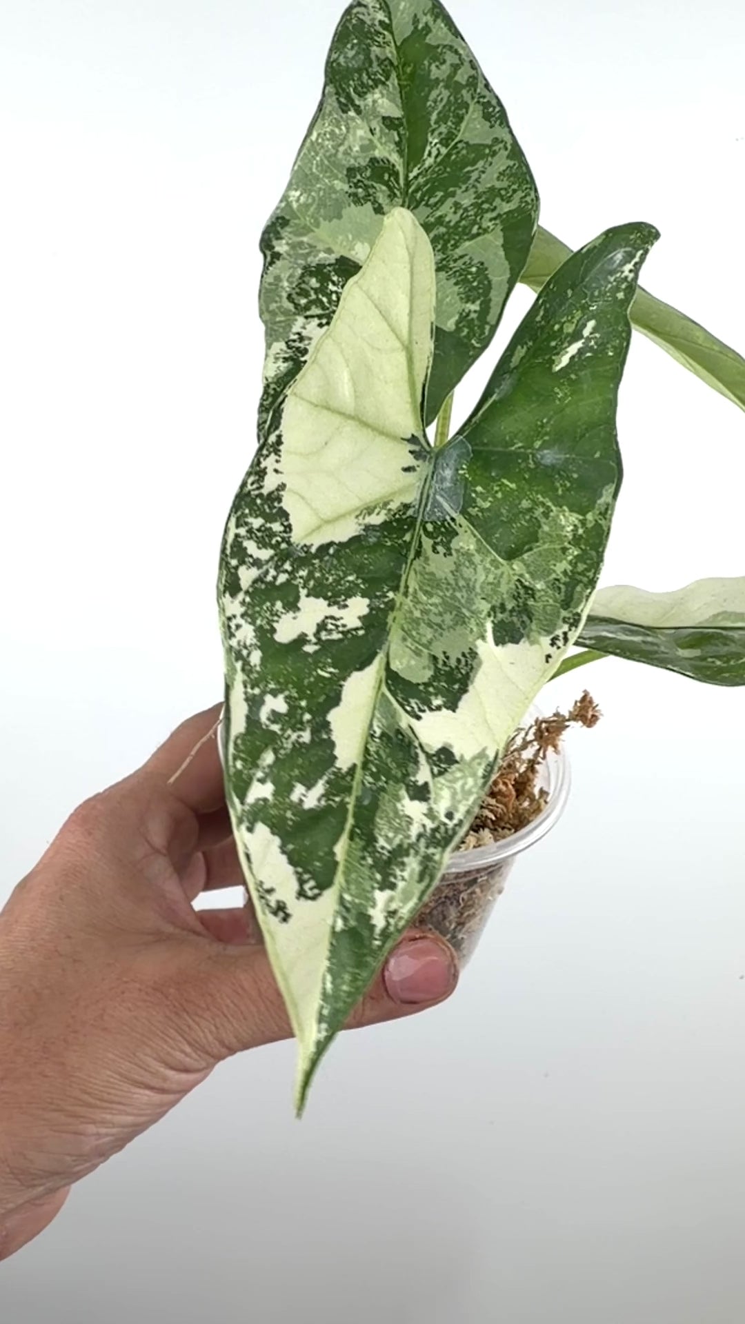 Alocasia Simpo Albo Variegated