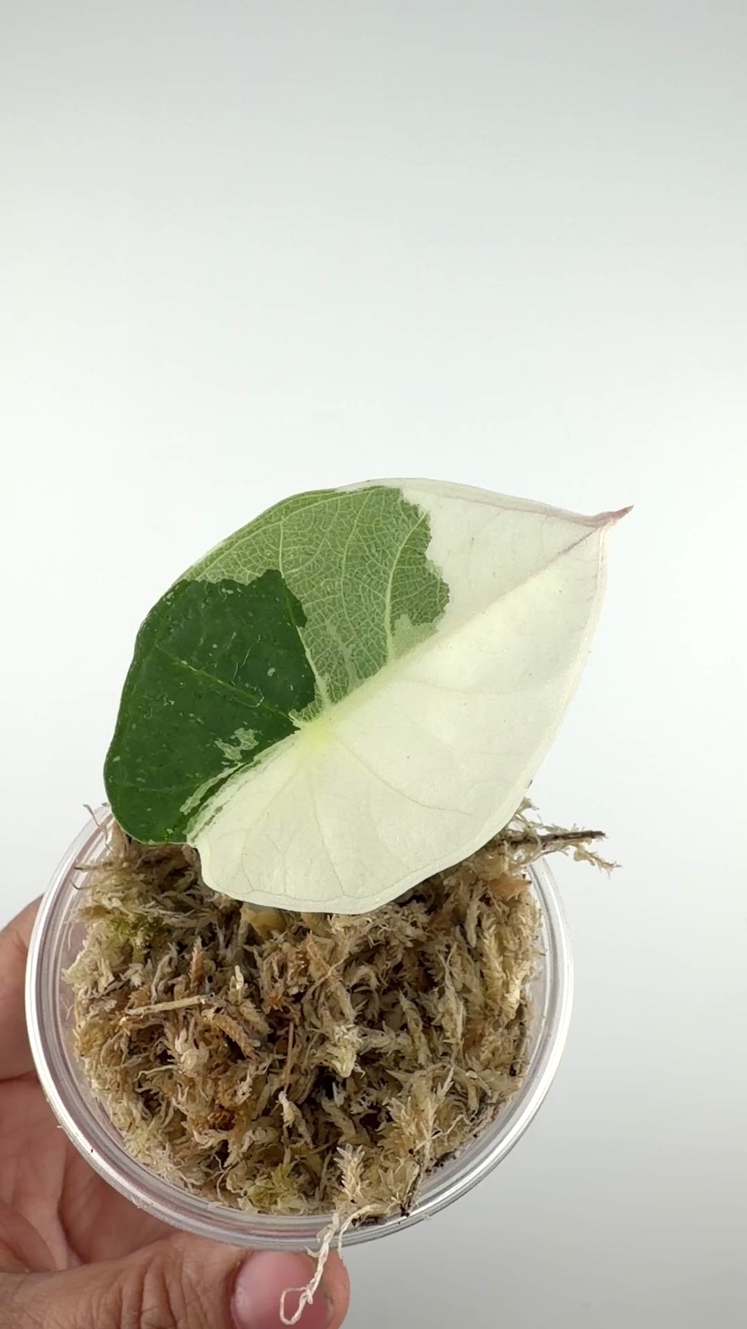 Alocasia Chaii Albo Variegated