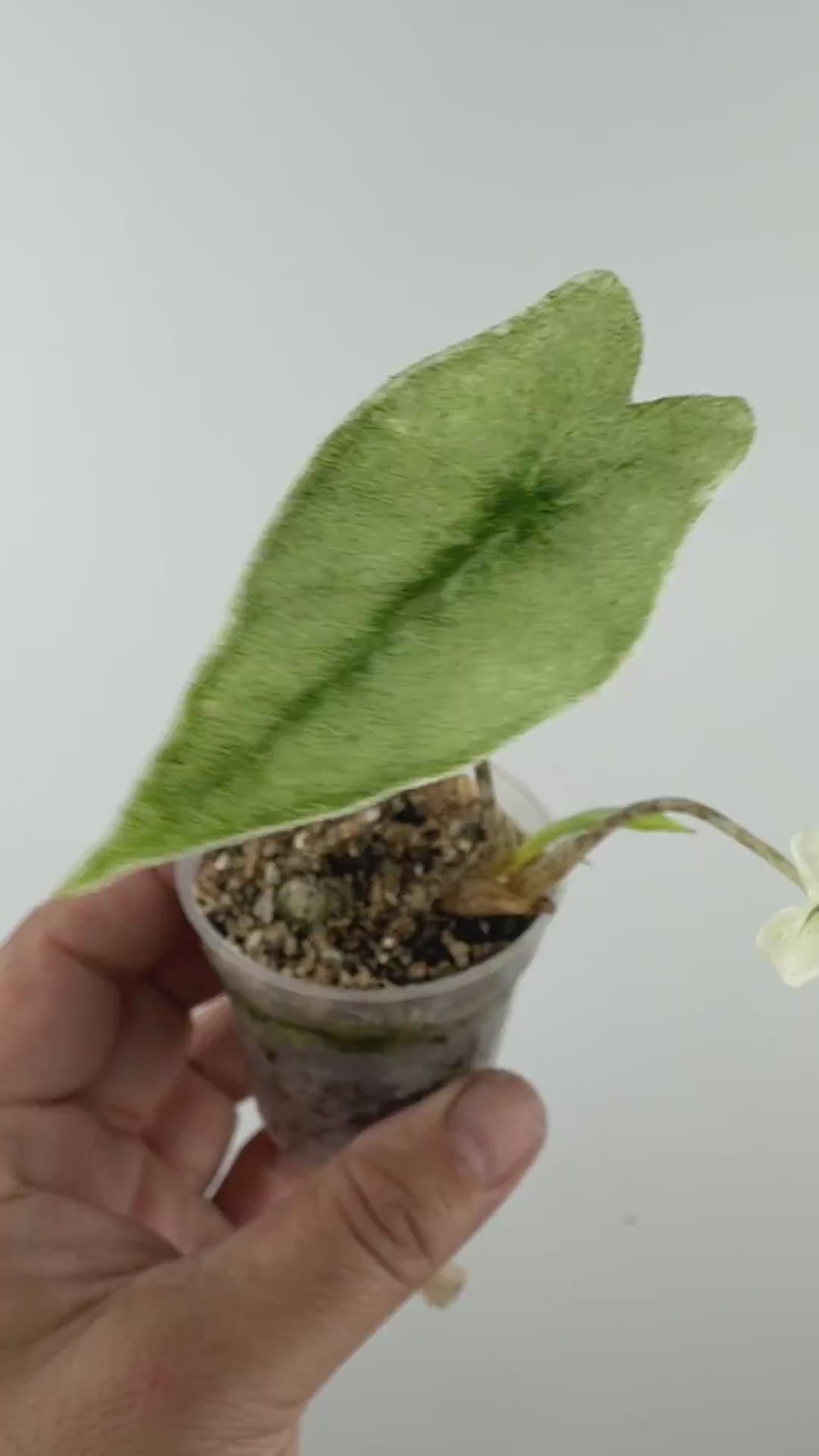 Alocasia Zebrina Mint Pup Variegated