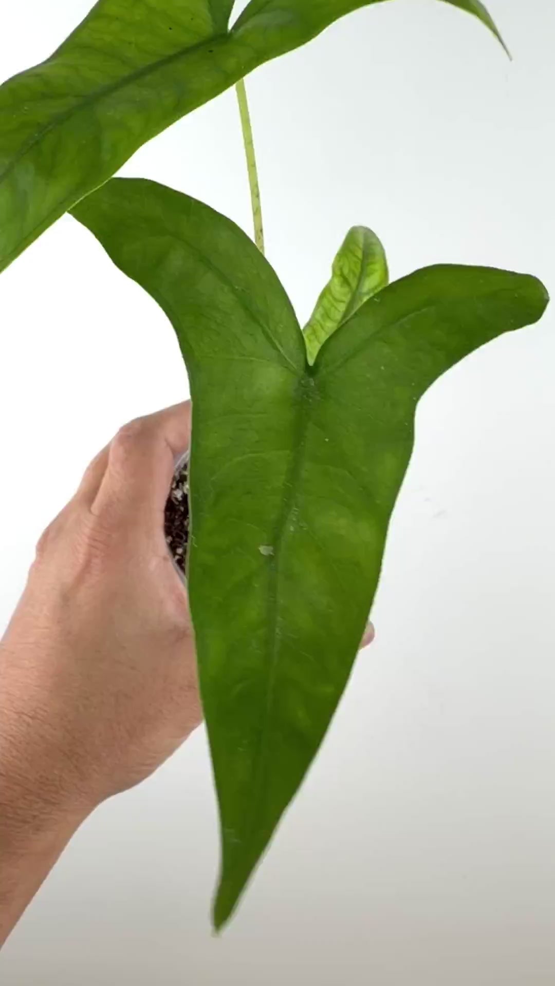 Alocasia Sp. Tigrina Wongii