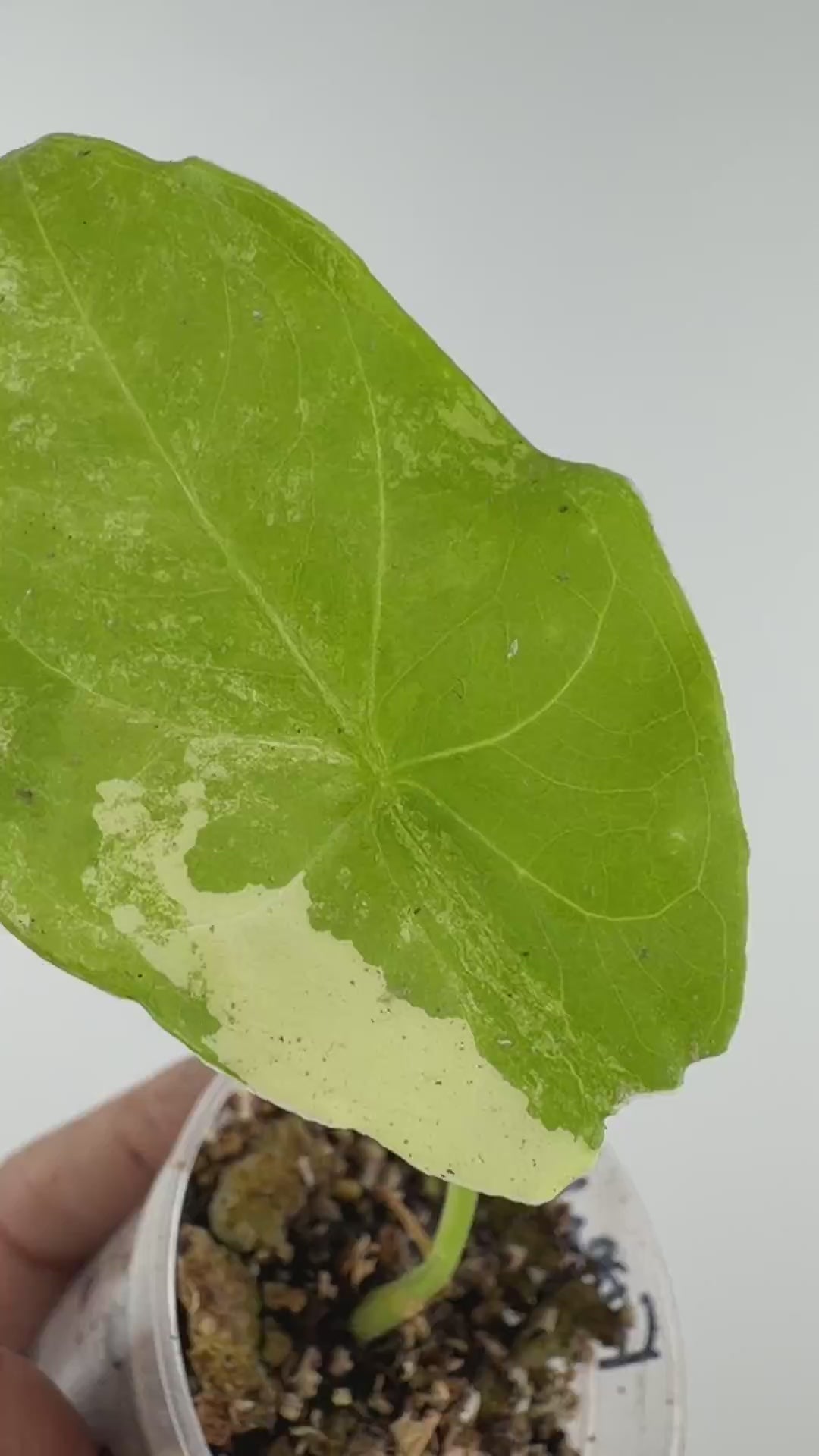 Alocasia Fornicata Gold Variegated