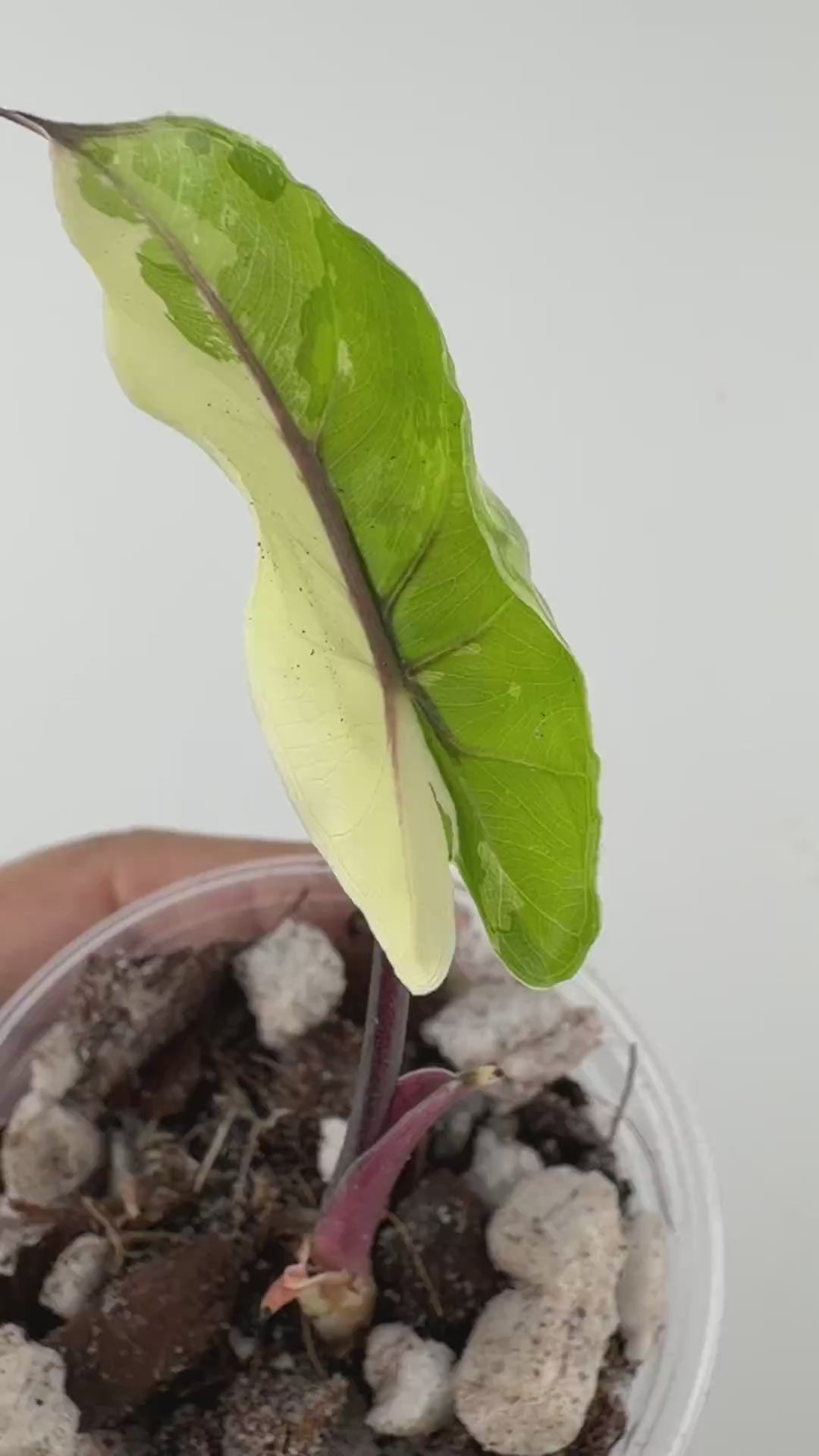 Alocasia Black Stem X Odora Albo Pup Variegated